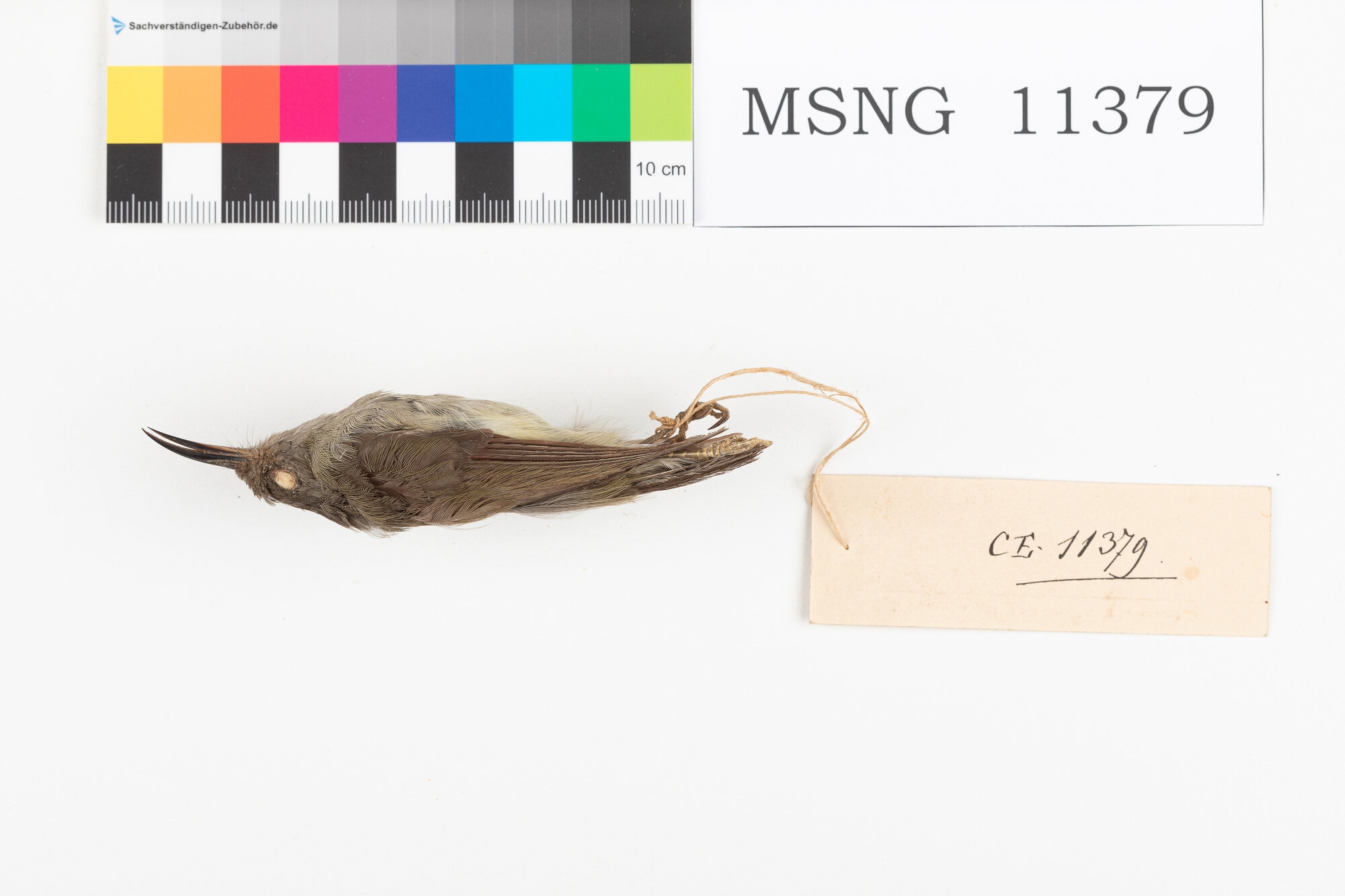 Beccolungo nano (esemplare)