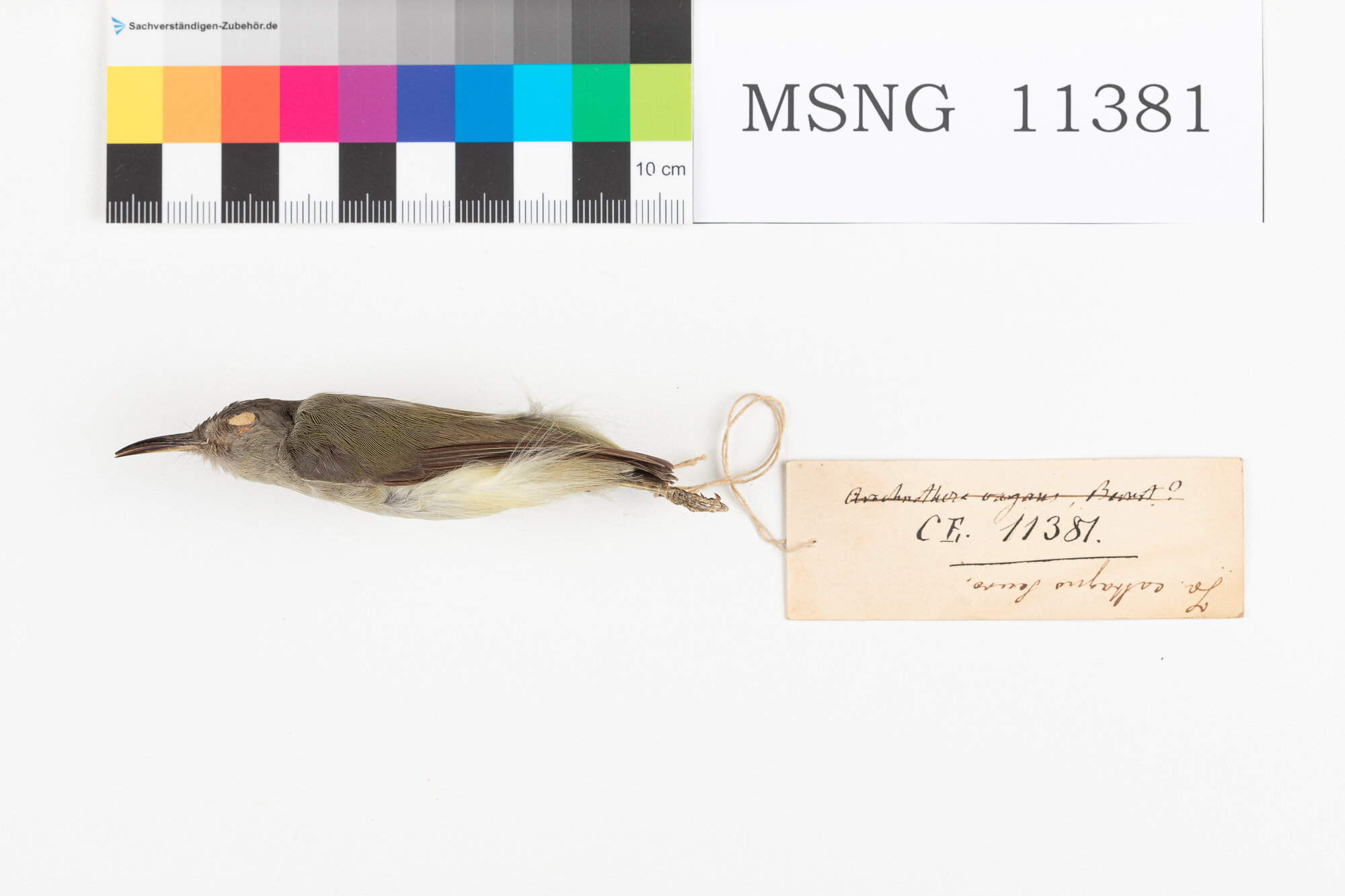 Beccolungo nano (esemplare)