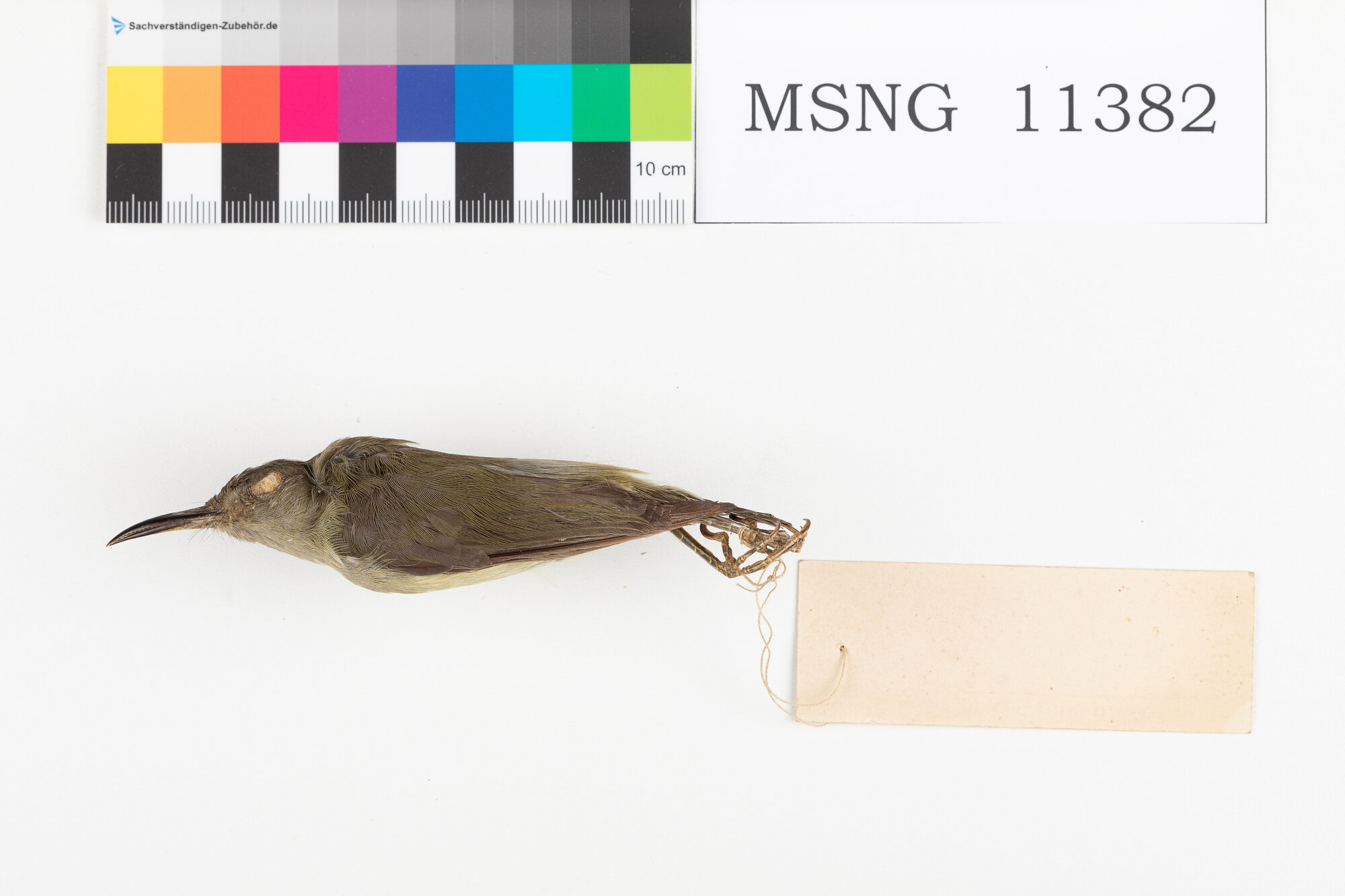 Beccolungo nano (esemplare)