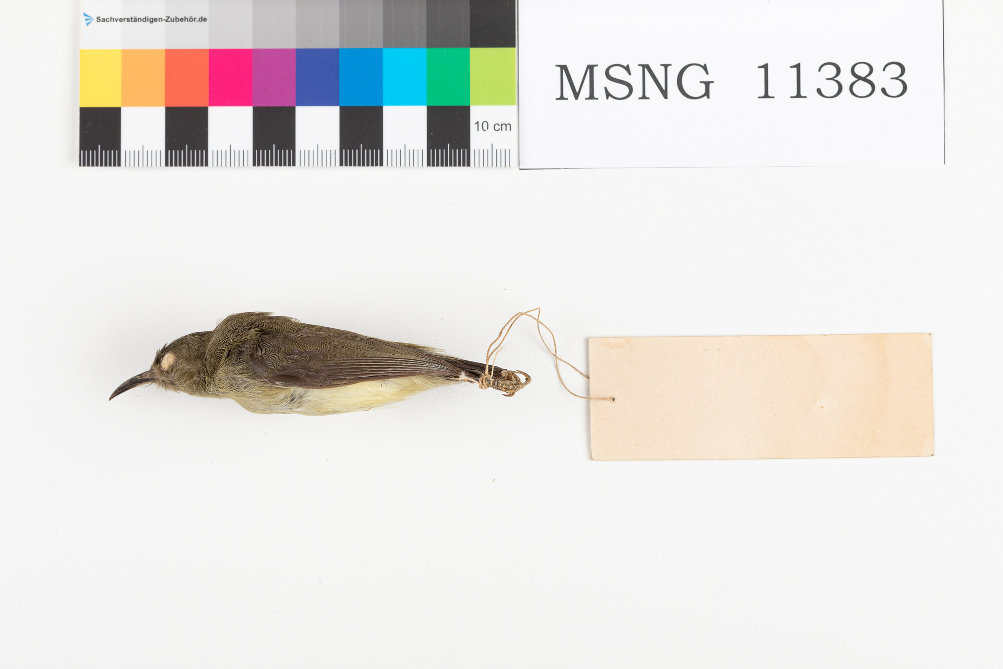 Beccolungo nano (esemplare)