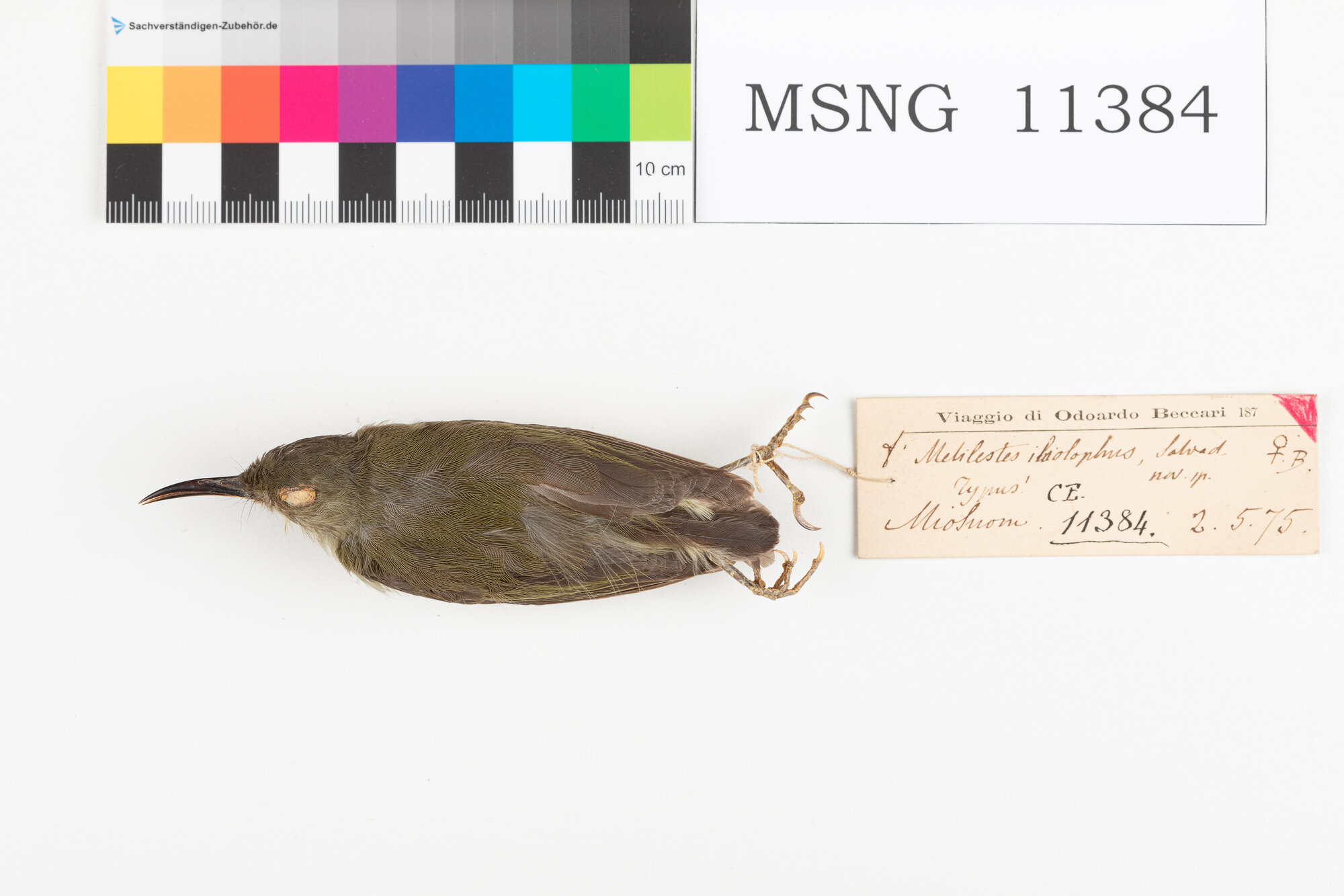 Beccolungo nano (esemplare)