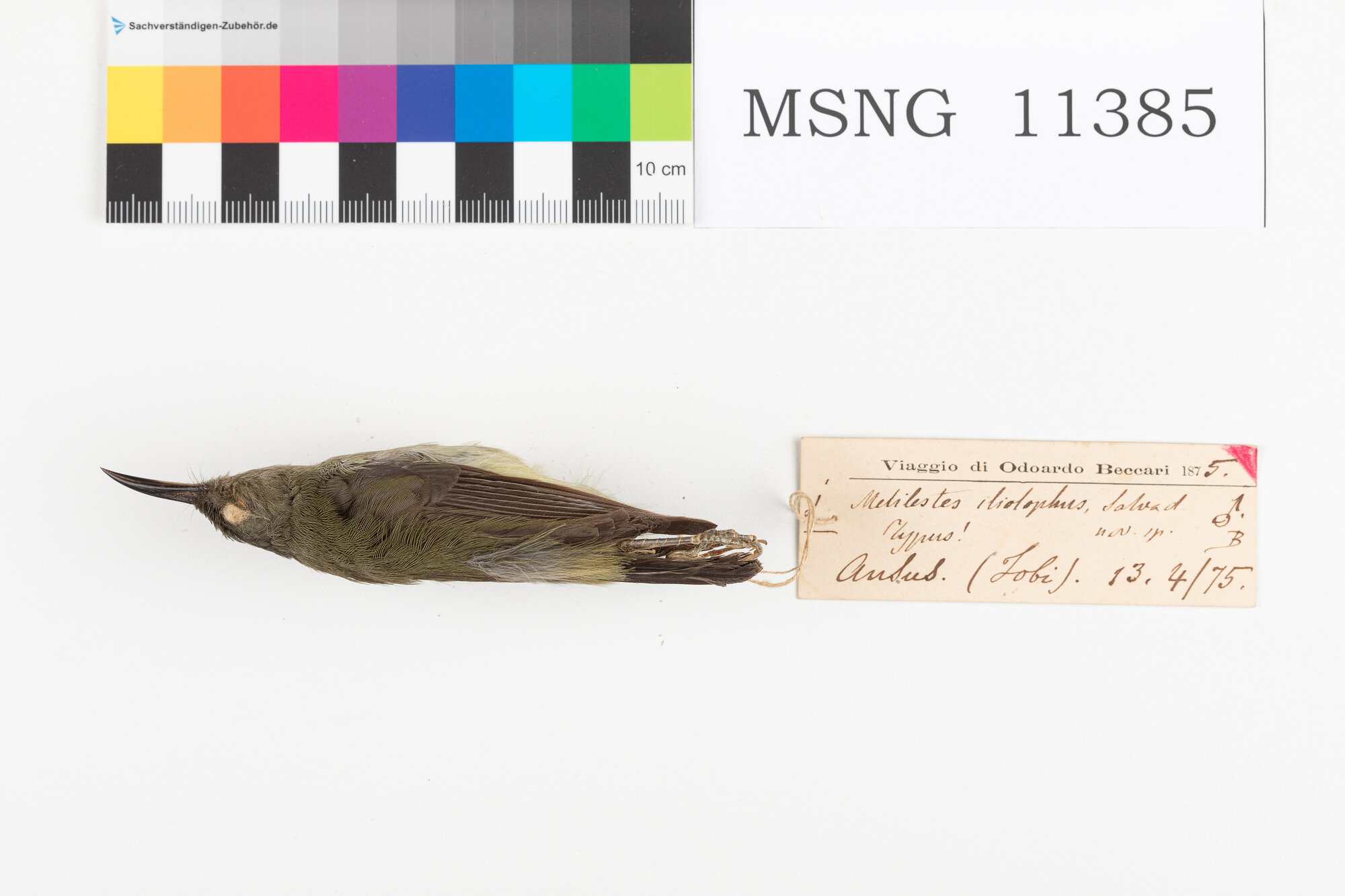 Beccolungo nano (esemplare)