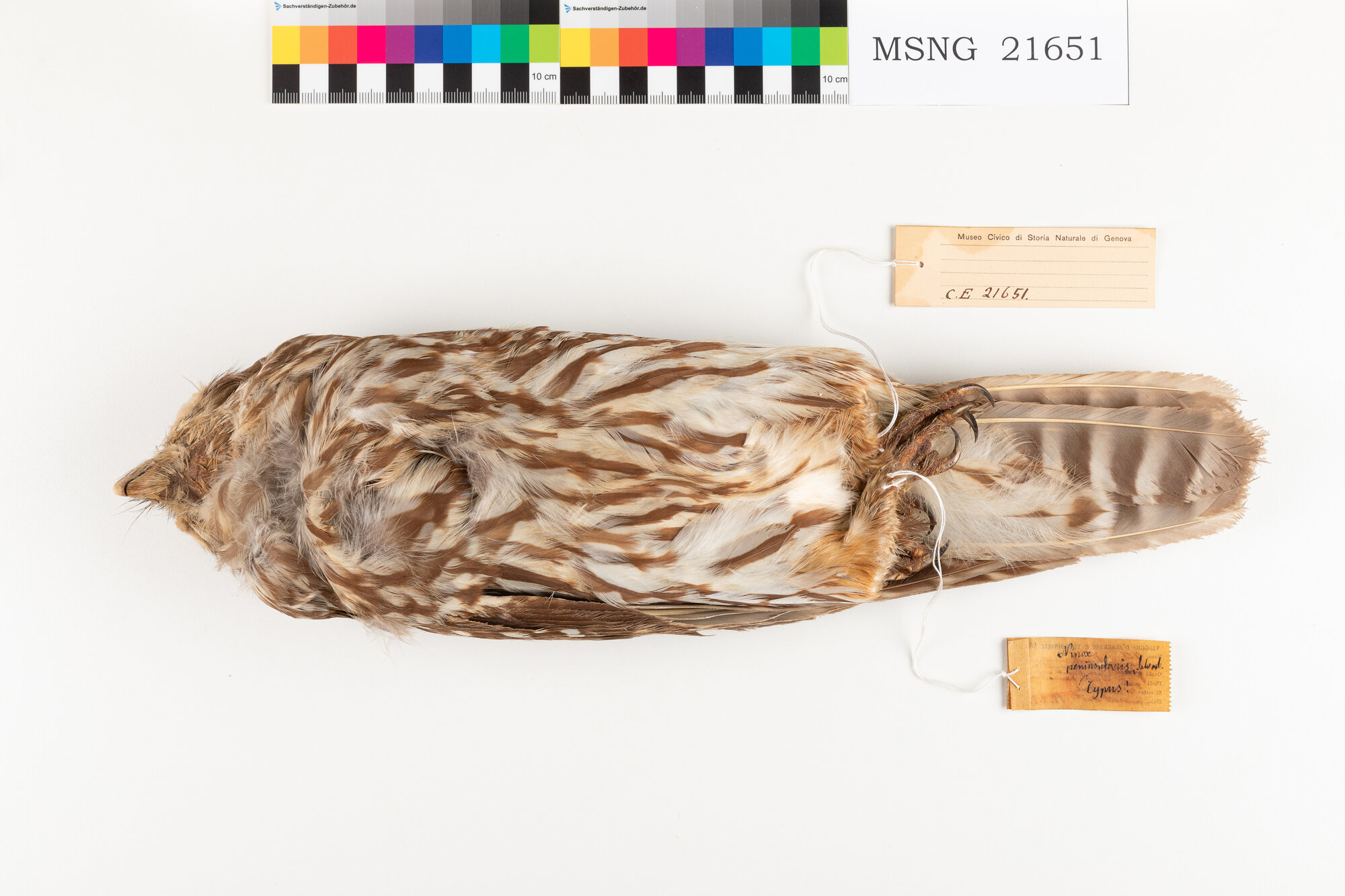 Civetta ululante (esemplare)