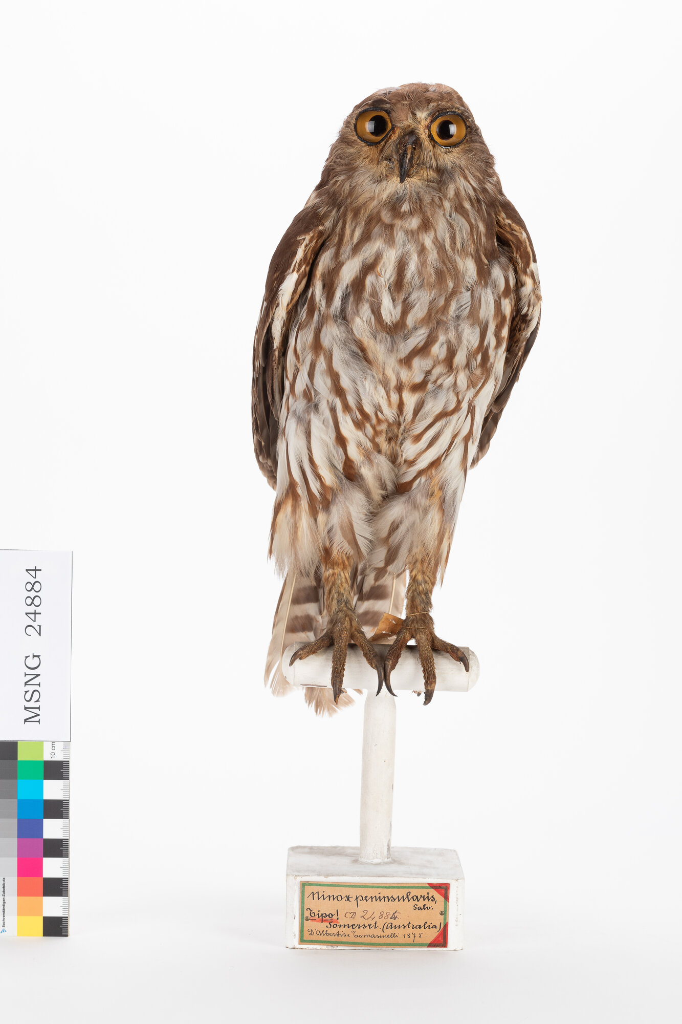 Civetta ululante (esemplare)