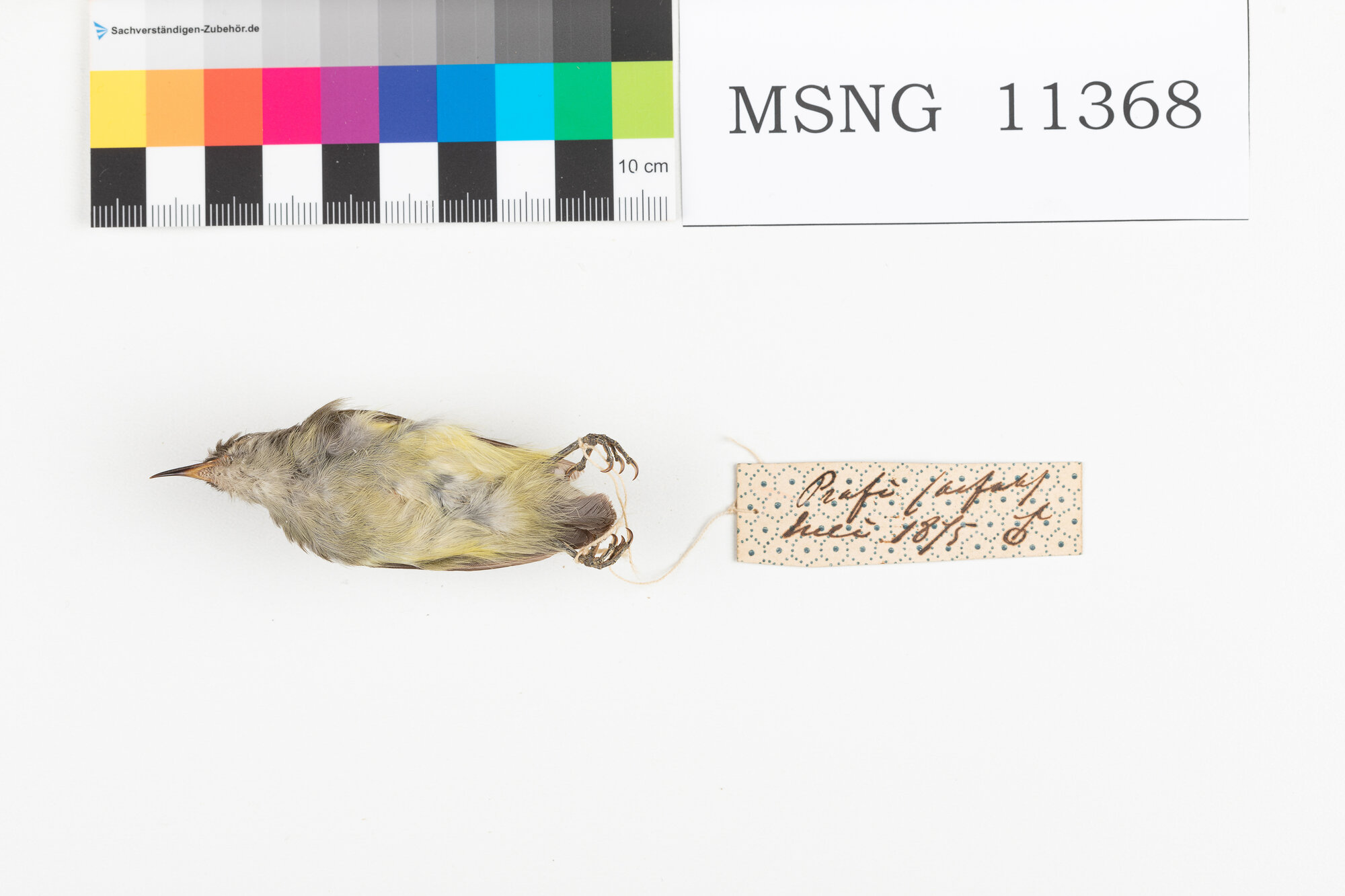 Beccolungo pigmeo (esemplare)