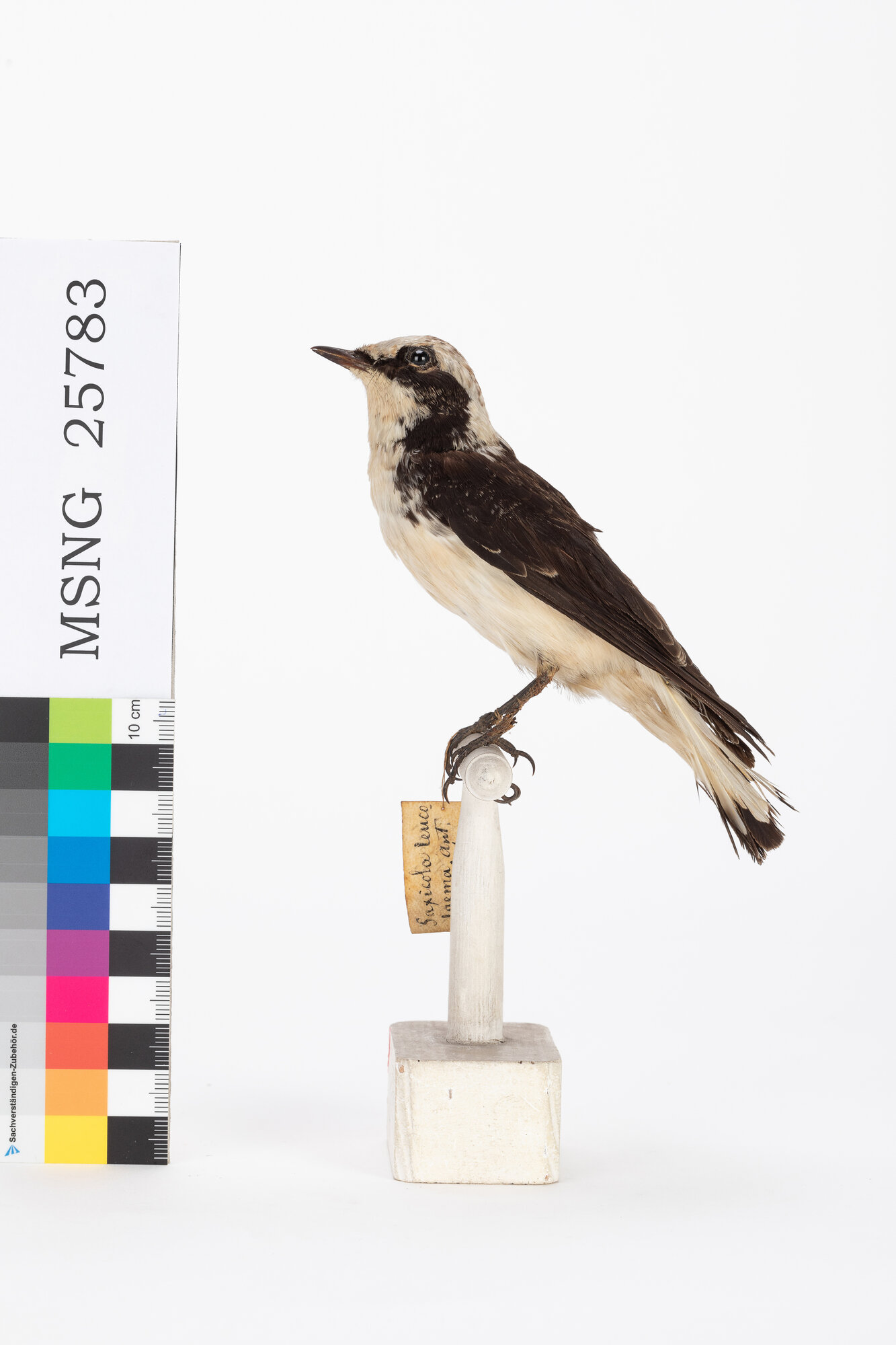 Monachella dorsonero (esemplare)