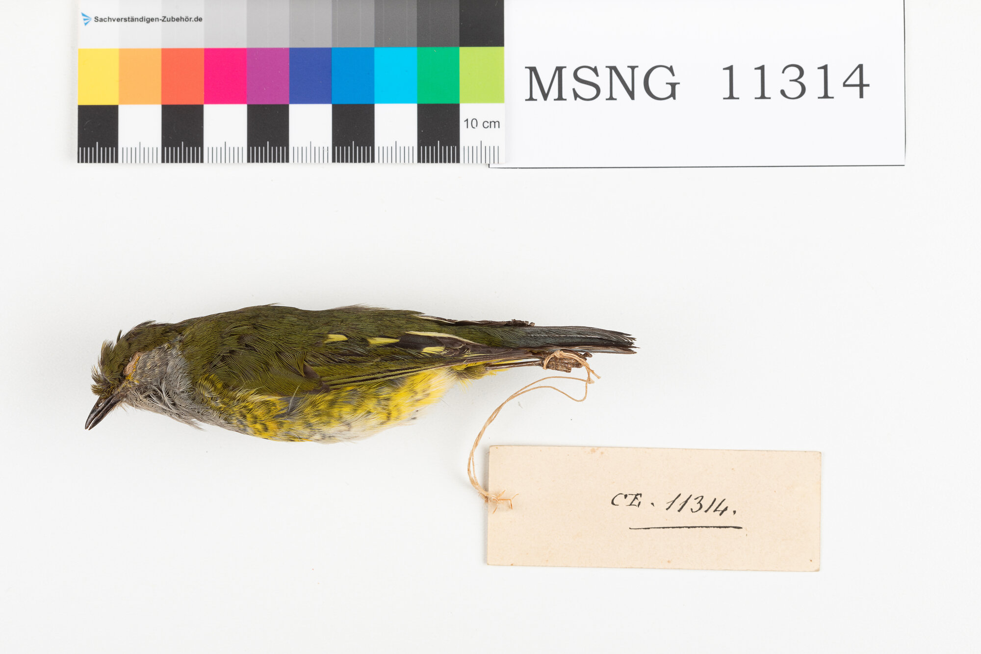 Beccafrutti cincia (esemplare)