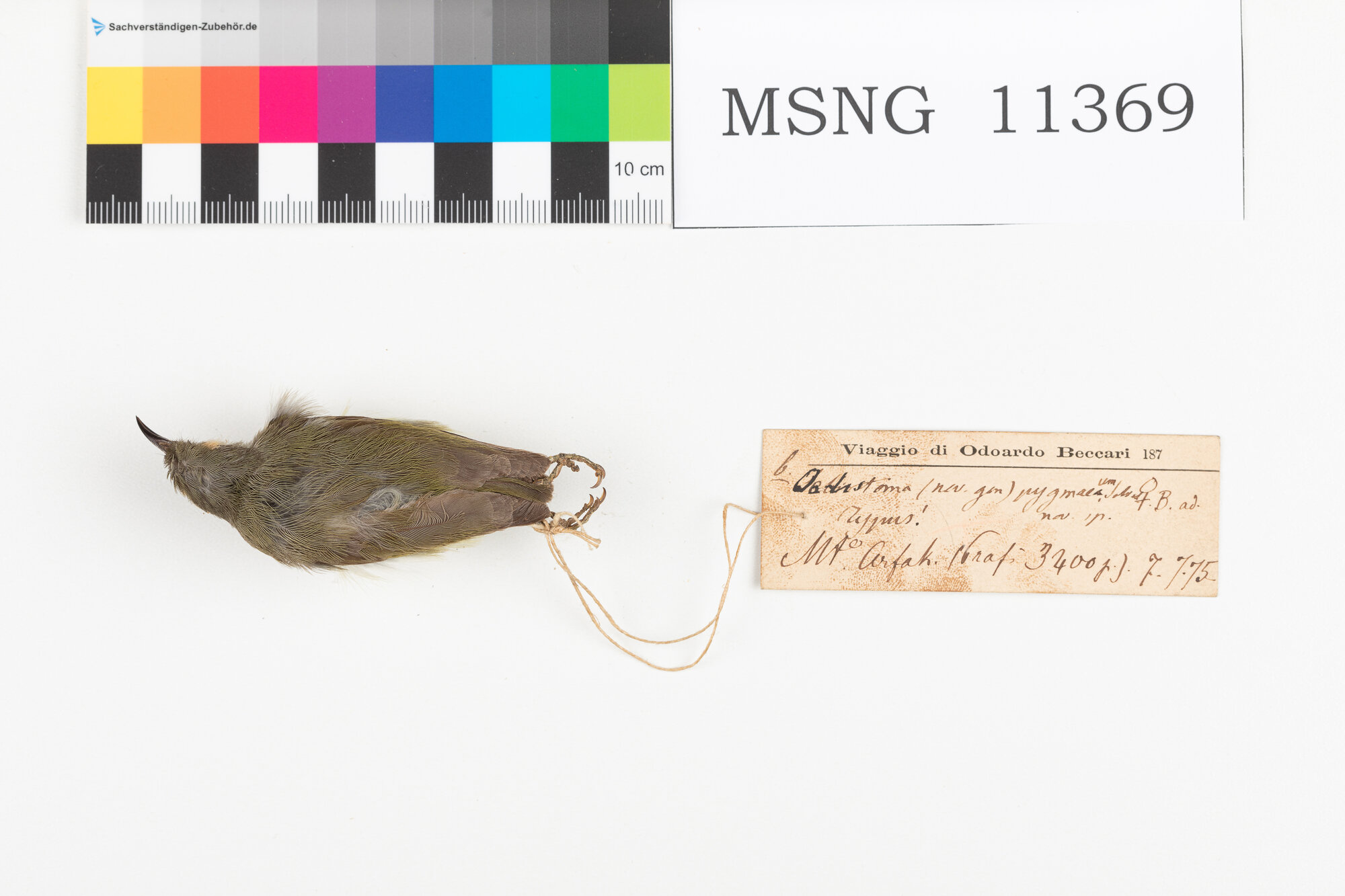 Beccolungo pigmeo (esemplare)