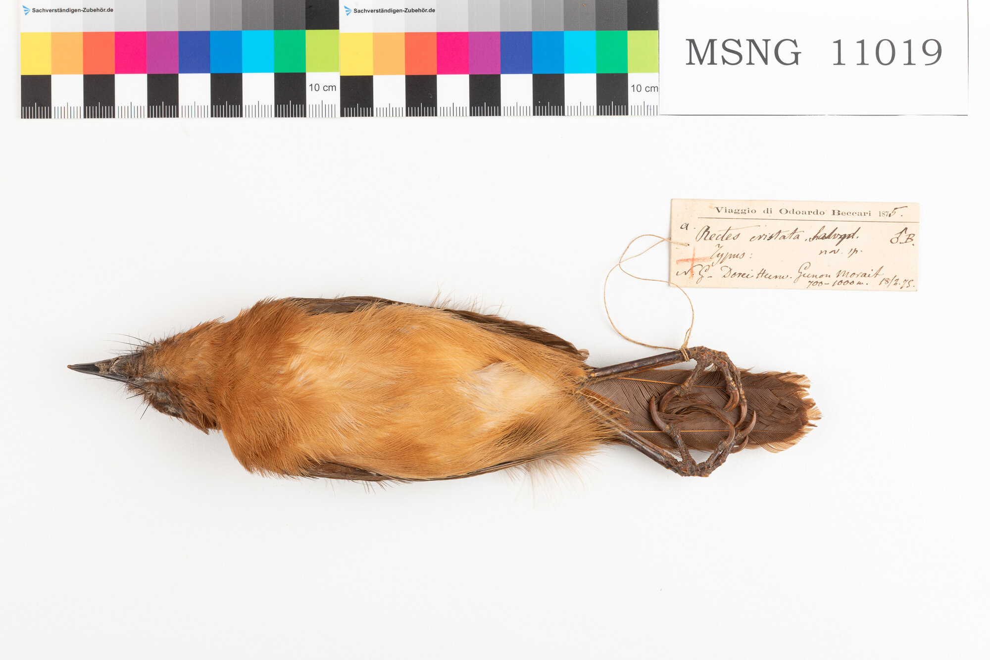 Pitoui crestato (esemplare)