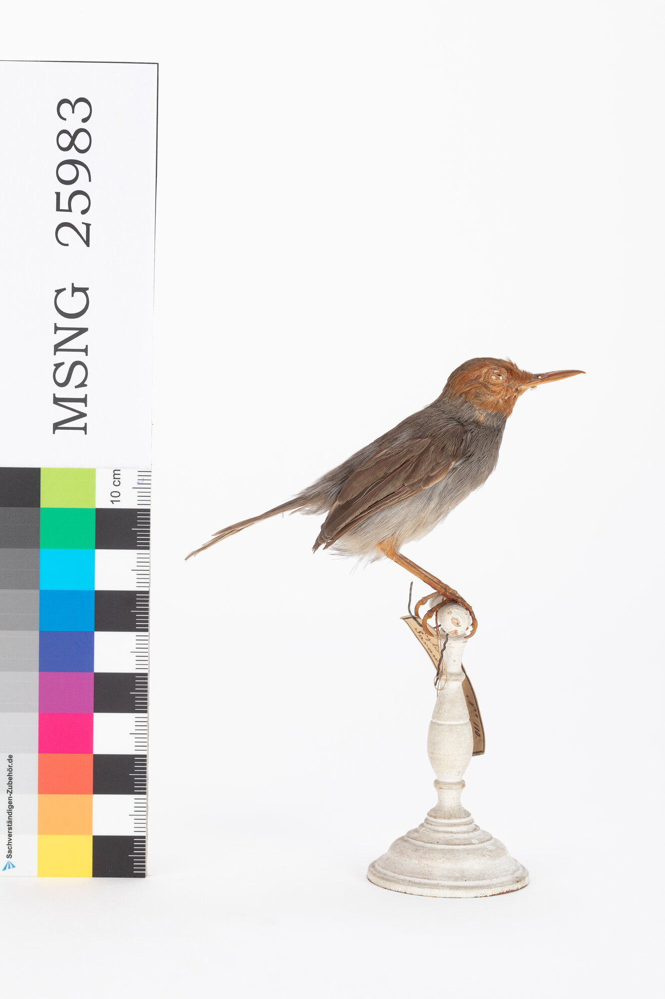 Uccello sarto cenerino (esemplare)