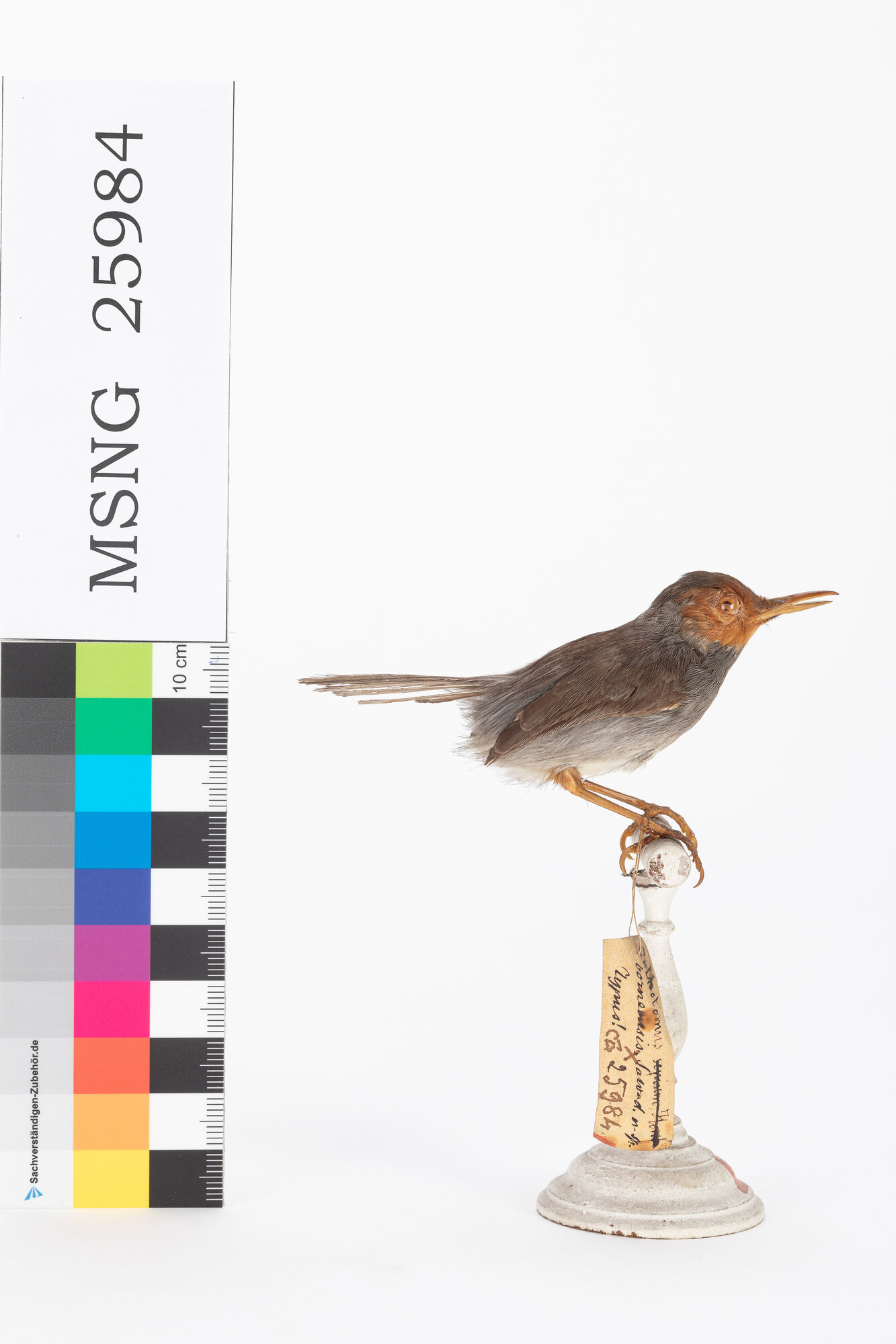 Uccello sarto cenerino (esemplare)