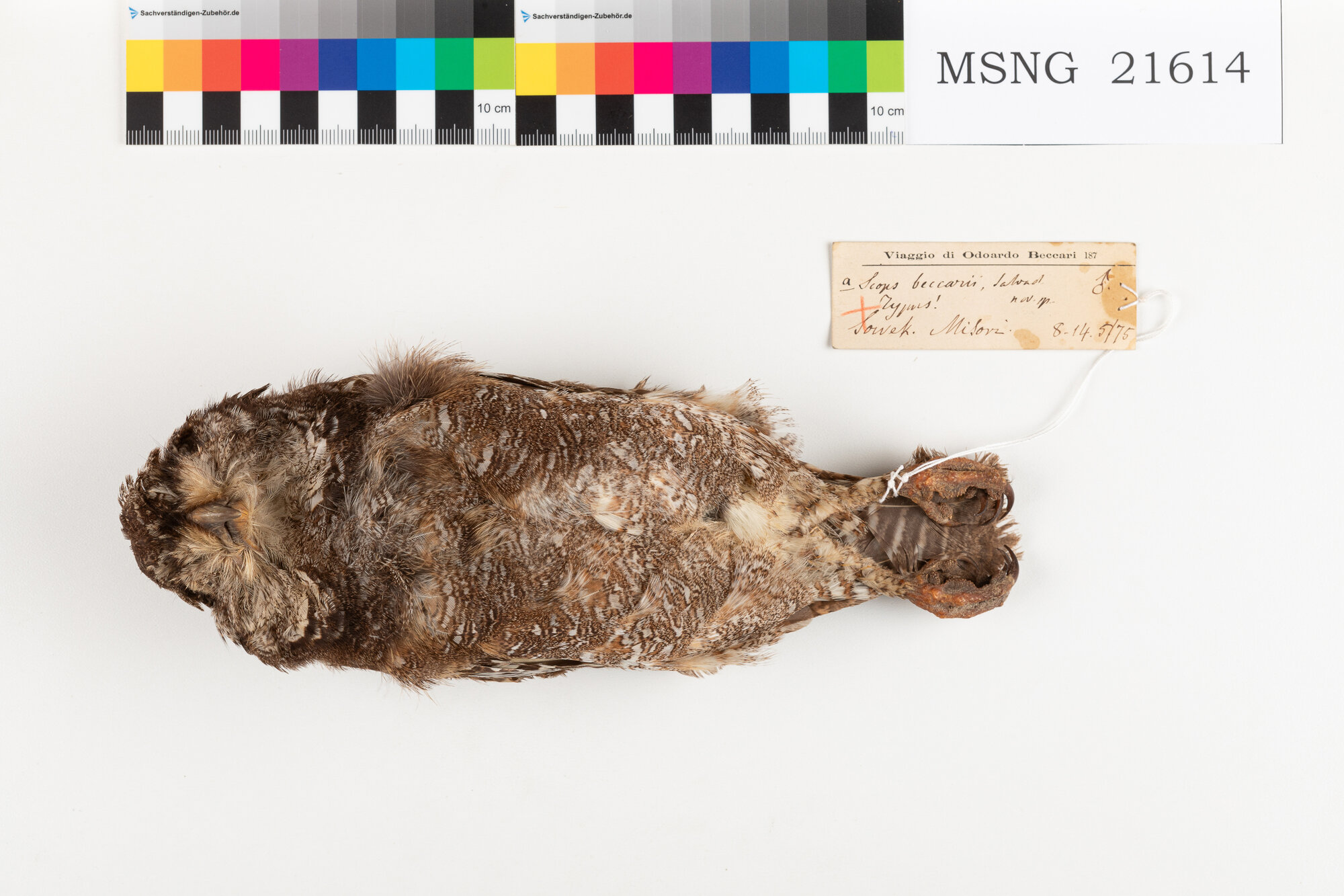 Assiolo di Beccari (esemplare)