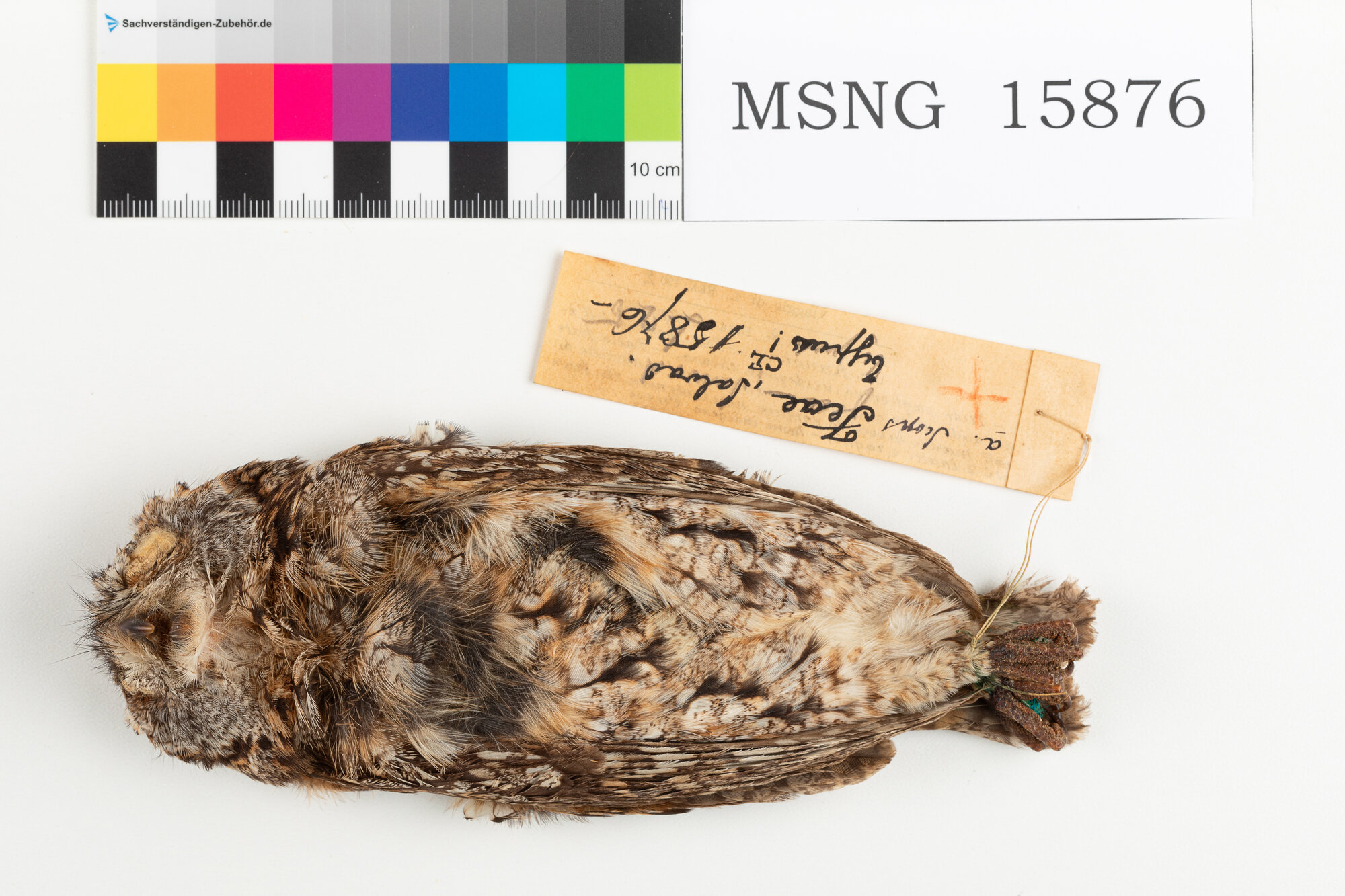 Assiolo di Fea (esemplare)