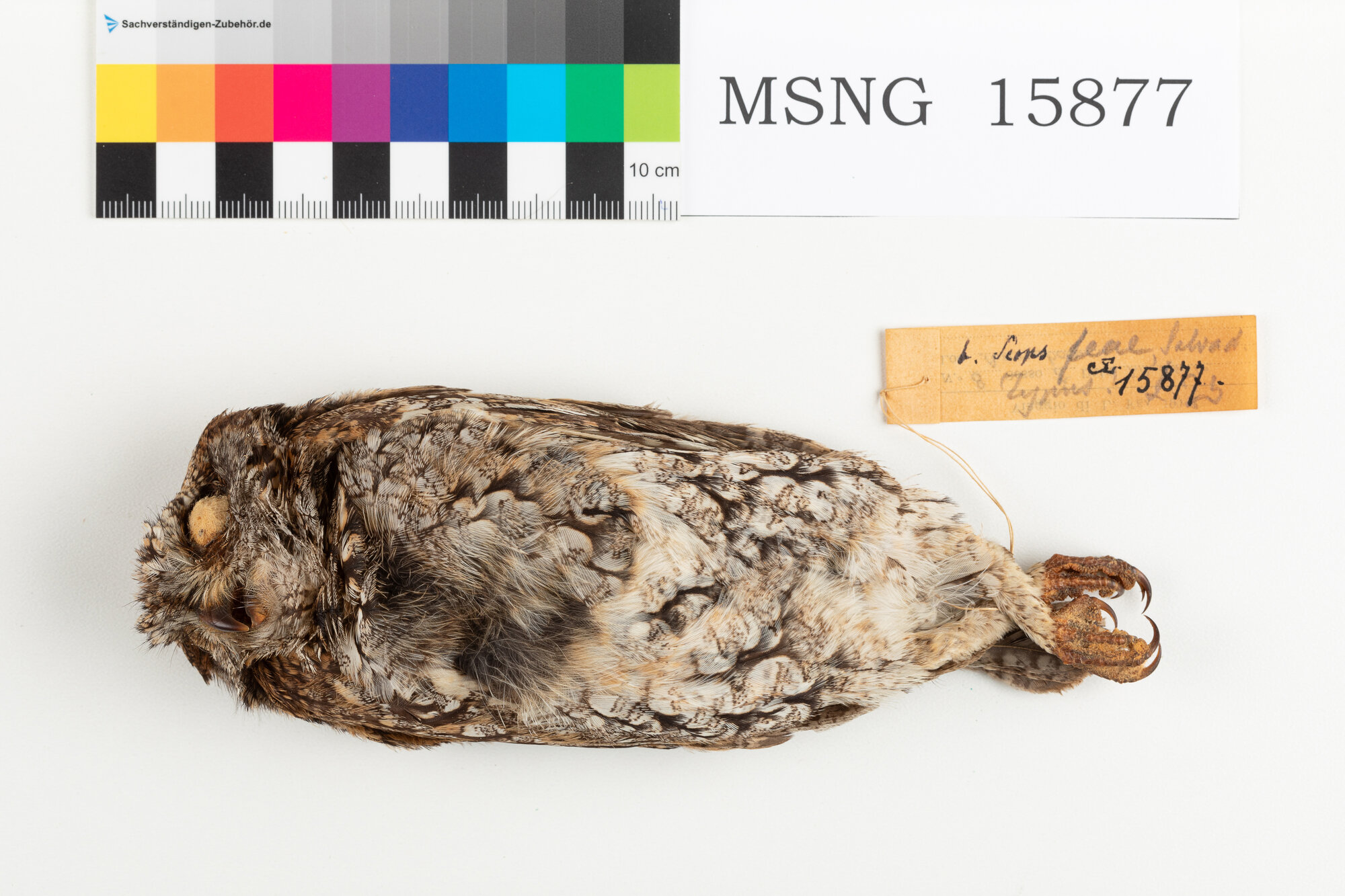 Assiolo di Fea (esemplare)