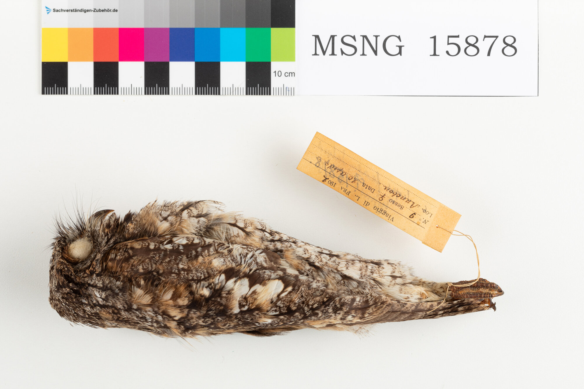 Assiolo di Fea (esemplare)