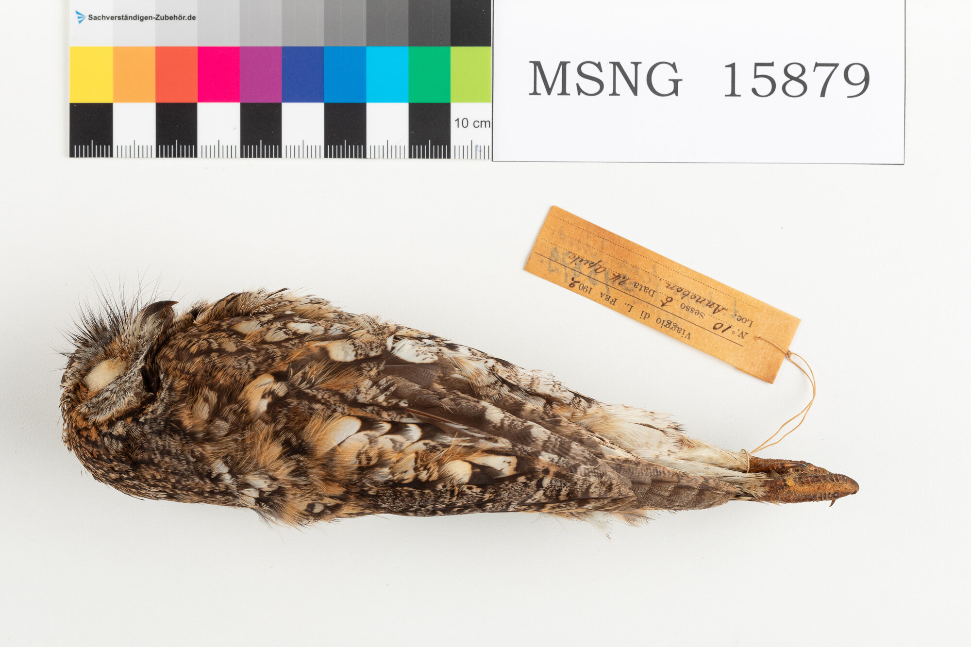 Assiolo di Fea (esemplare)