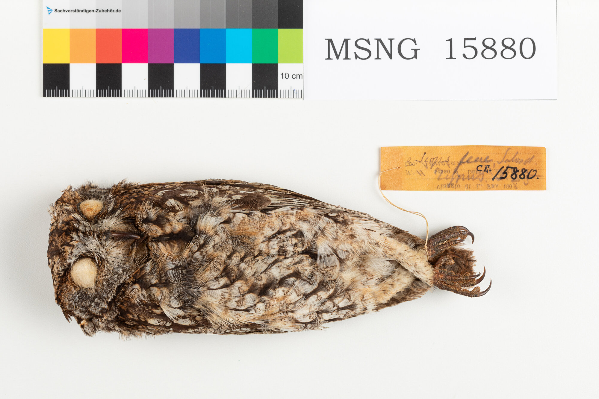 Assiolo di Fea (esemplare)