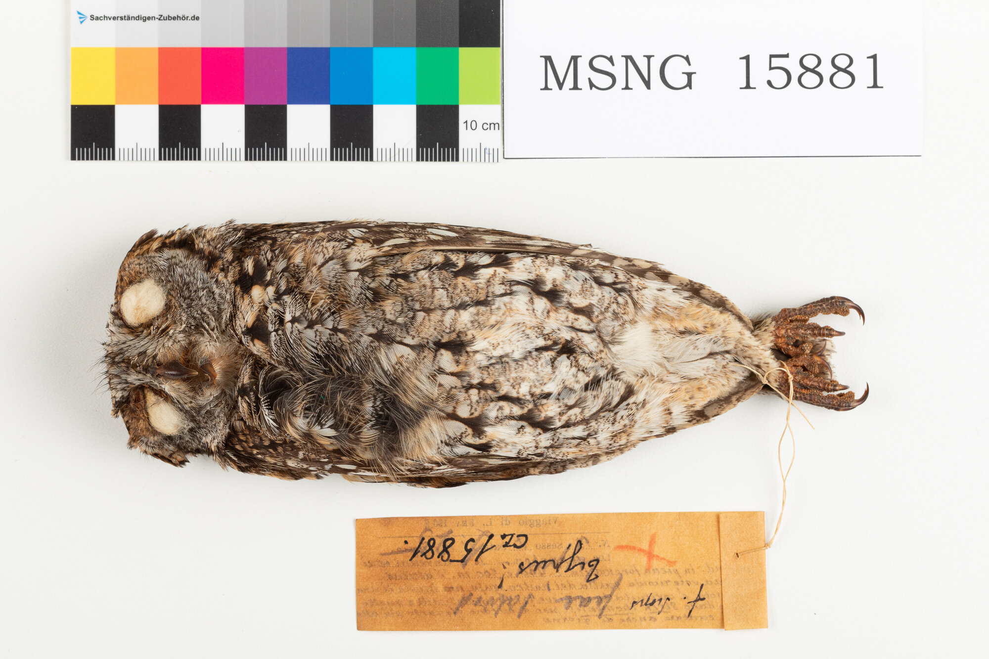 Assiolo di Fea (esemplare)