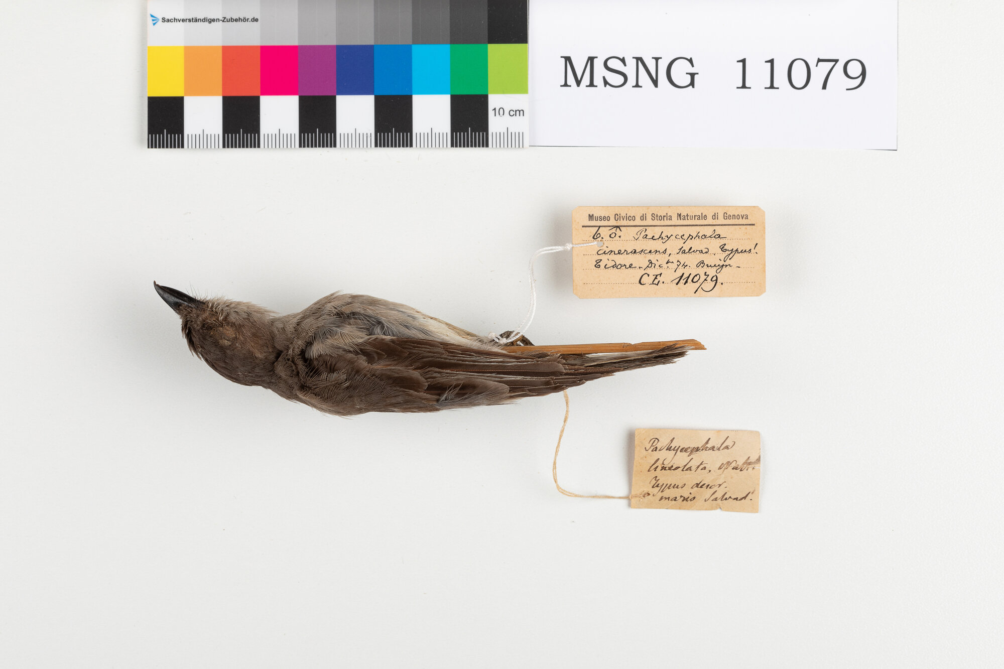 Zufolatore disadorno (esemplare)