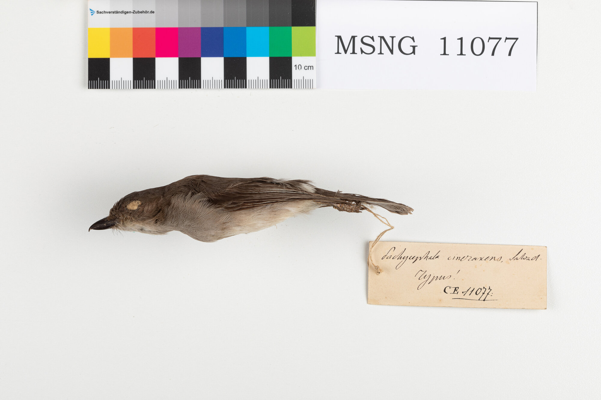 Zufolatore disadorno (esemplare)