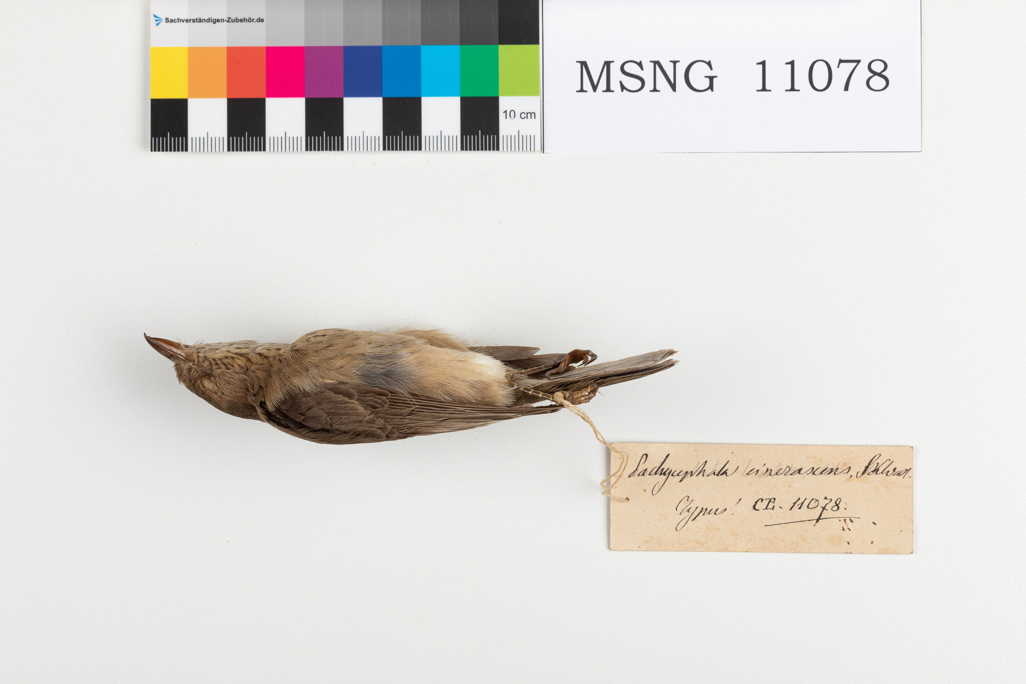 Zufolatore disadorno (esemplare)