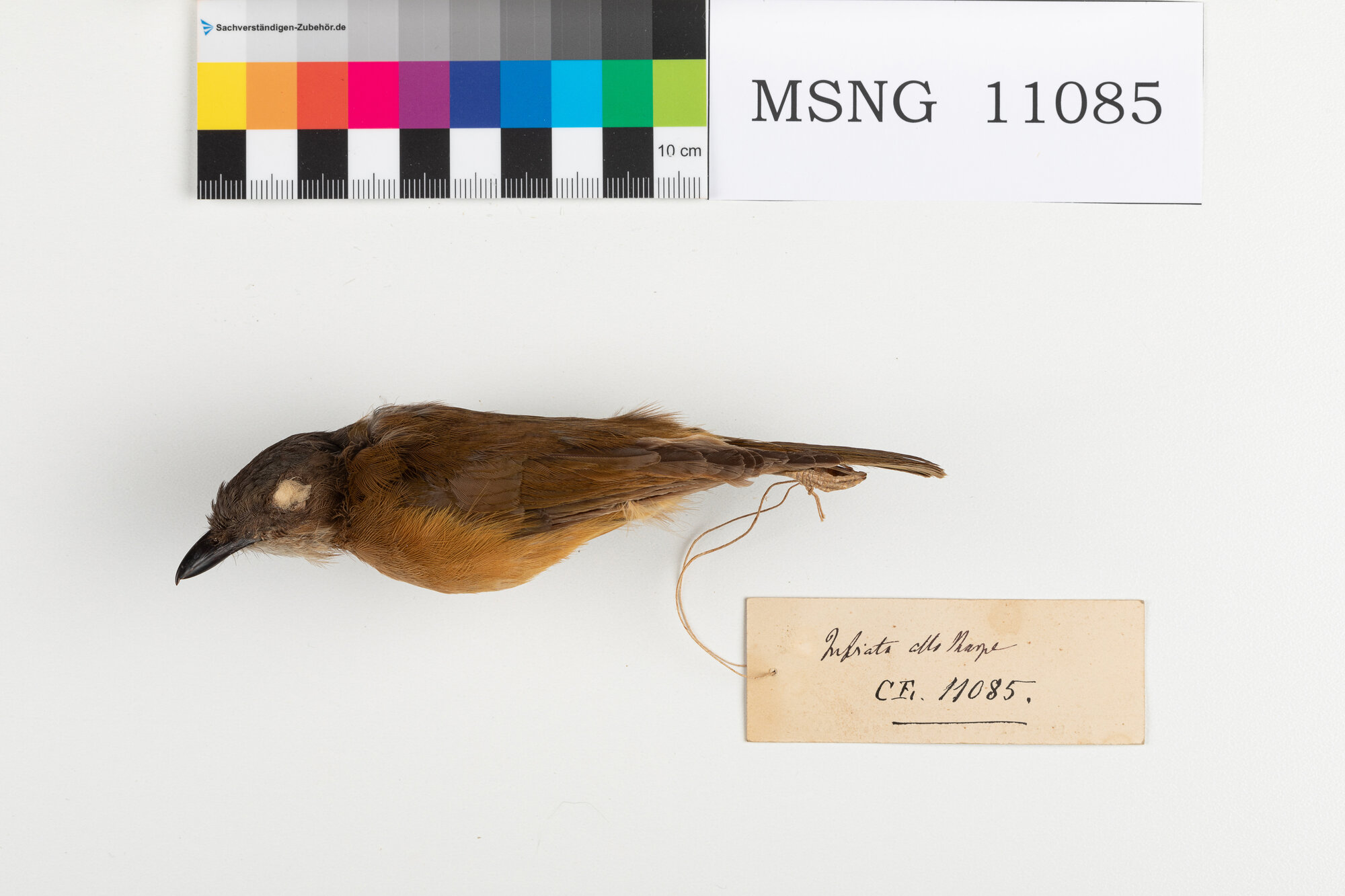 Zufolatore pettirosso (esemplare)