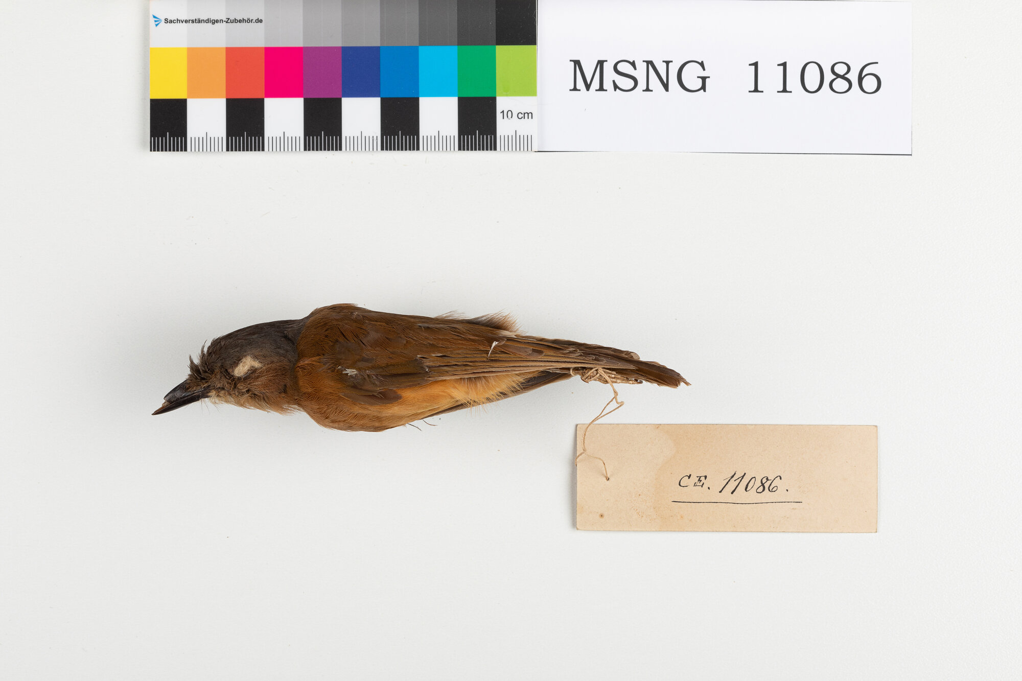 Zufolatore pettirosso (esemplare)