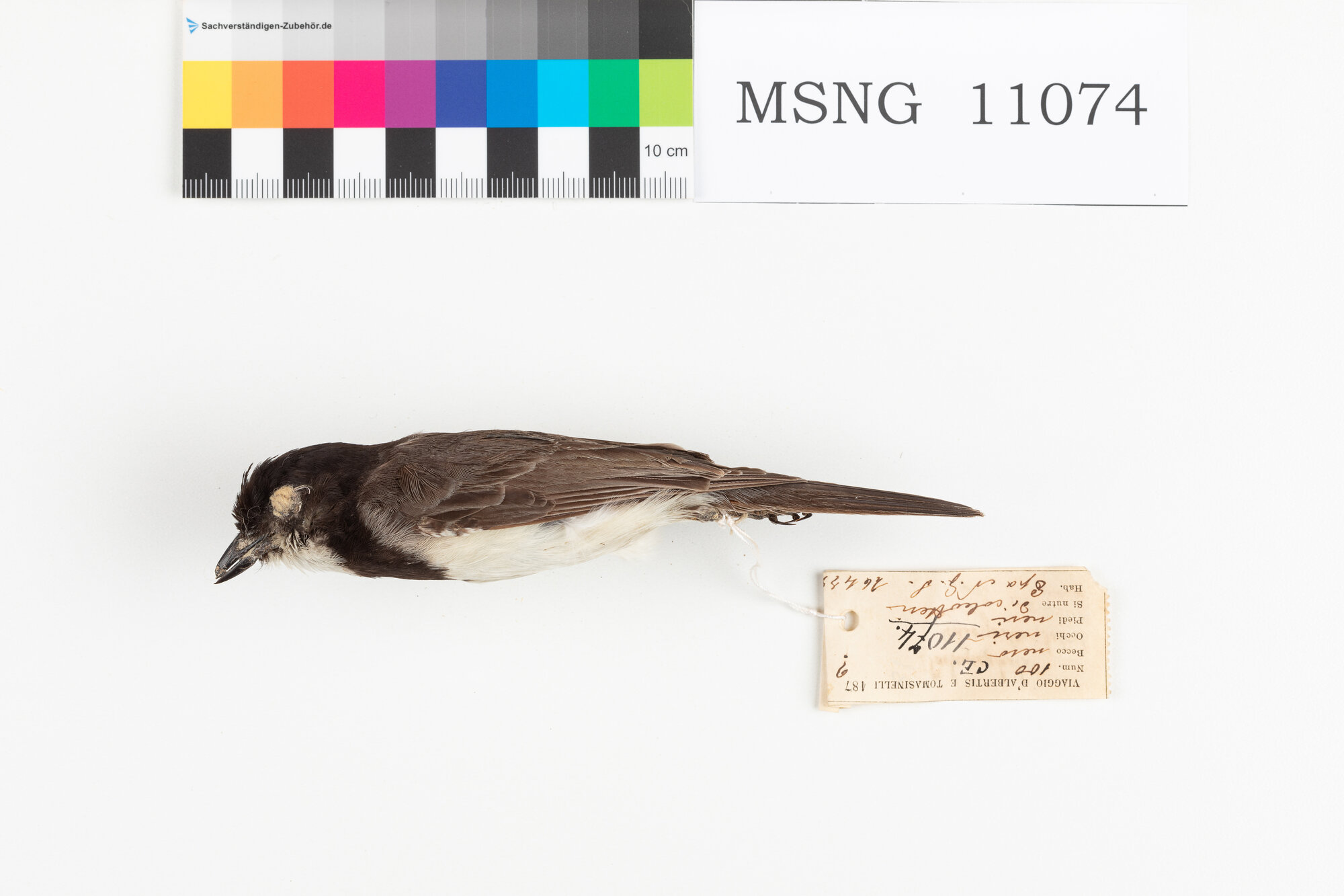 Zufolatore ventrebianco (esemplare)