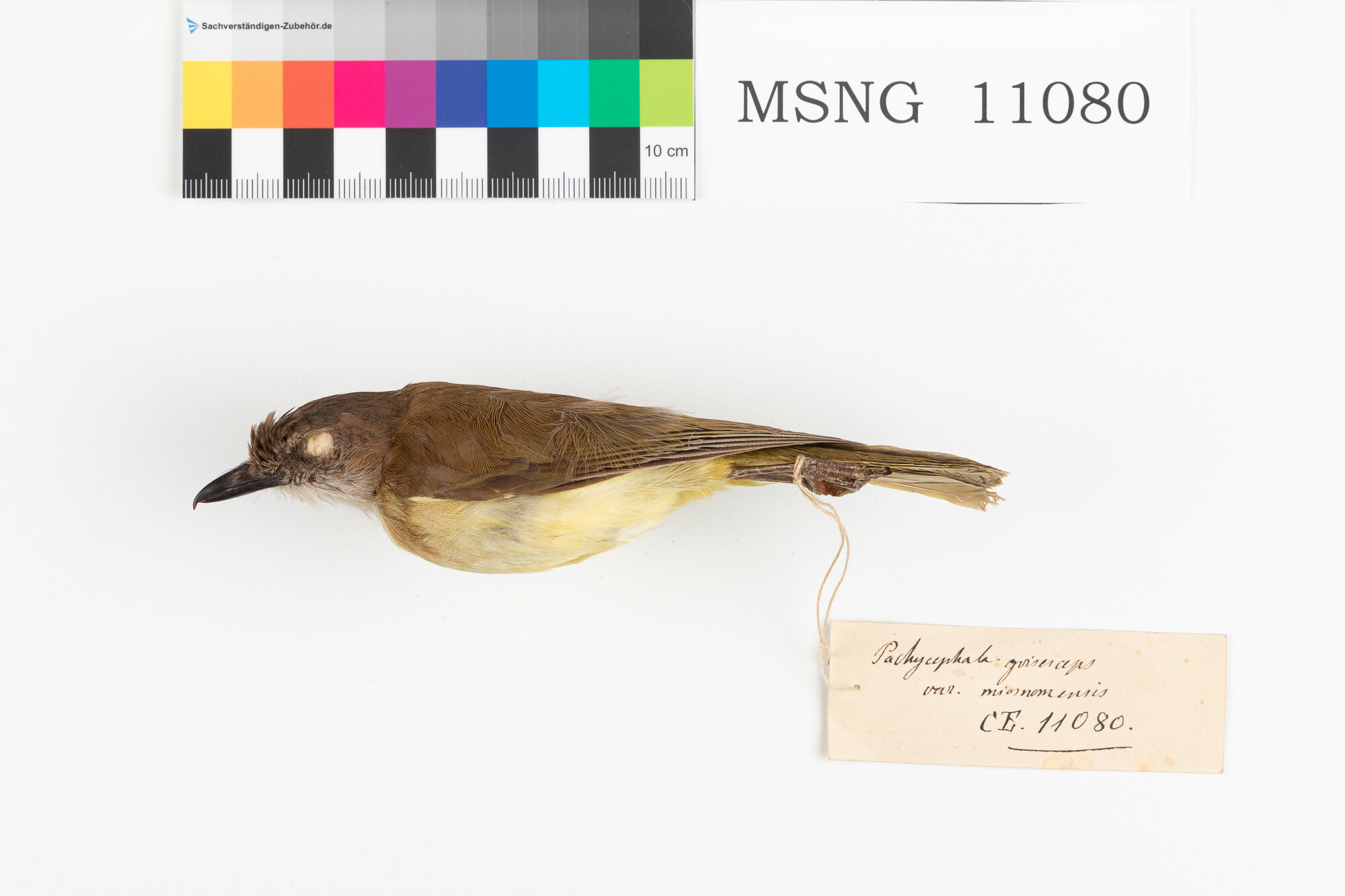 Zufolatore grigio (esemplare)