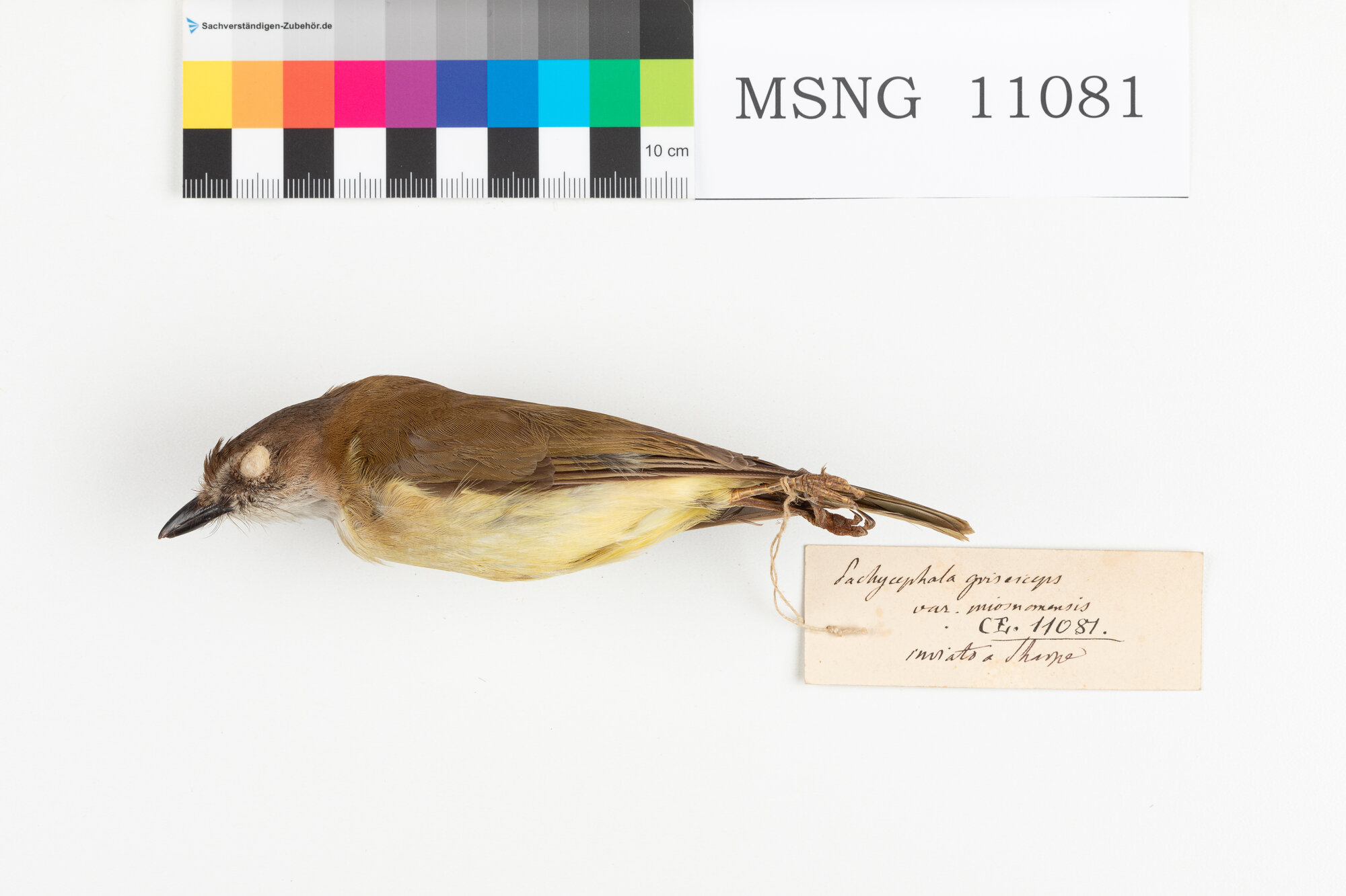 Zufolatore grigio (esemplare)