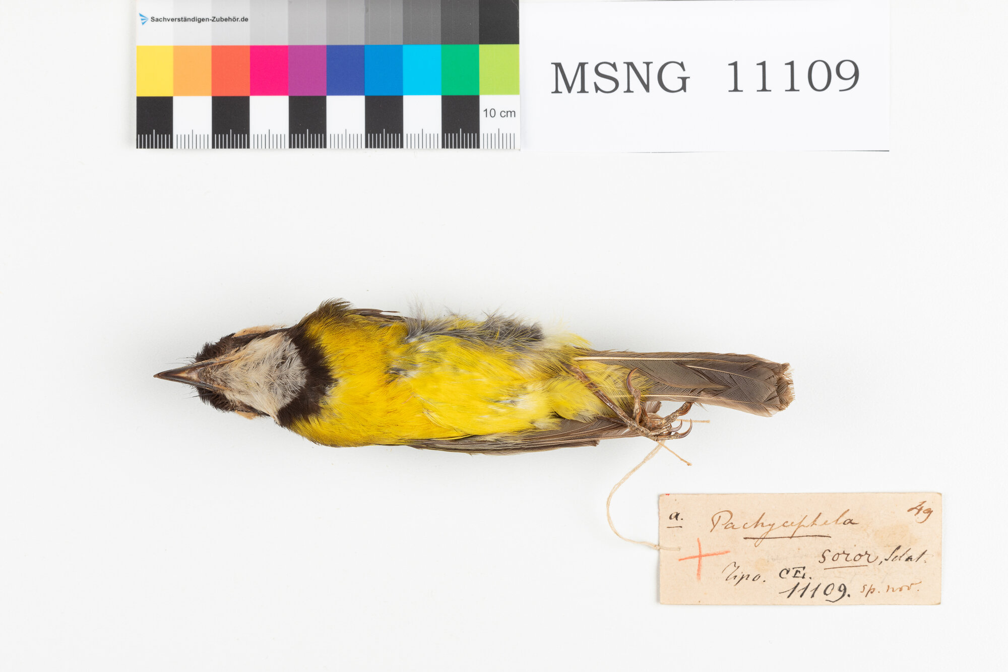 Zufolatore di Sclater (esemplare)