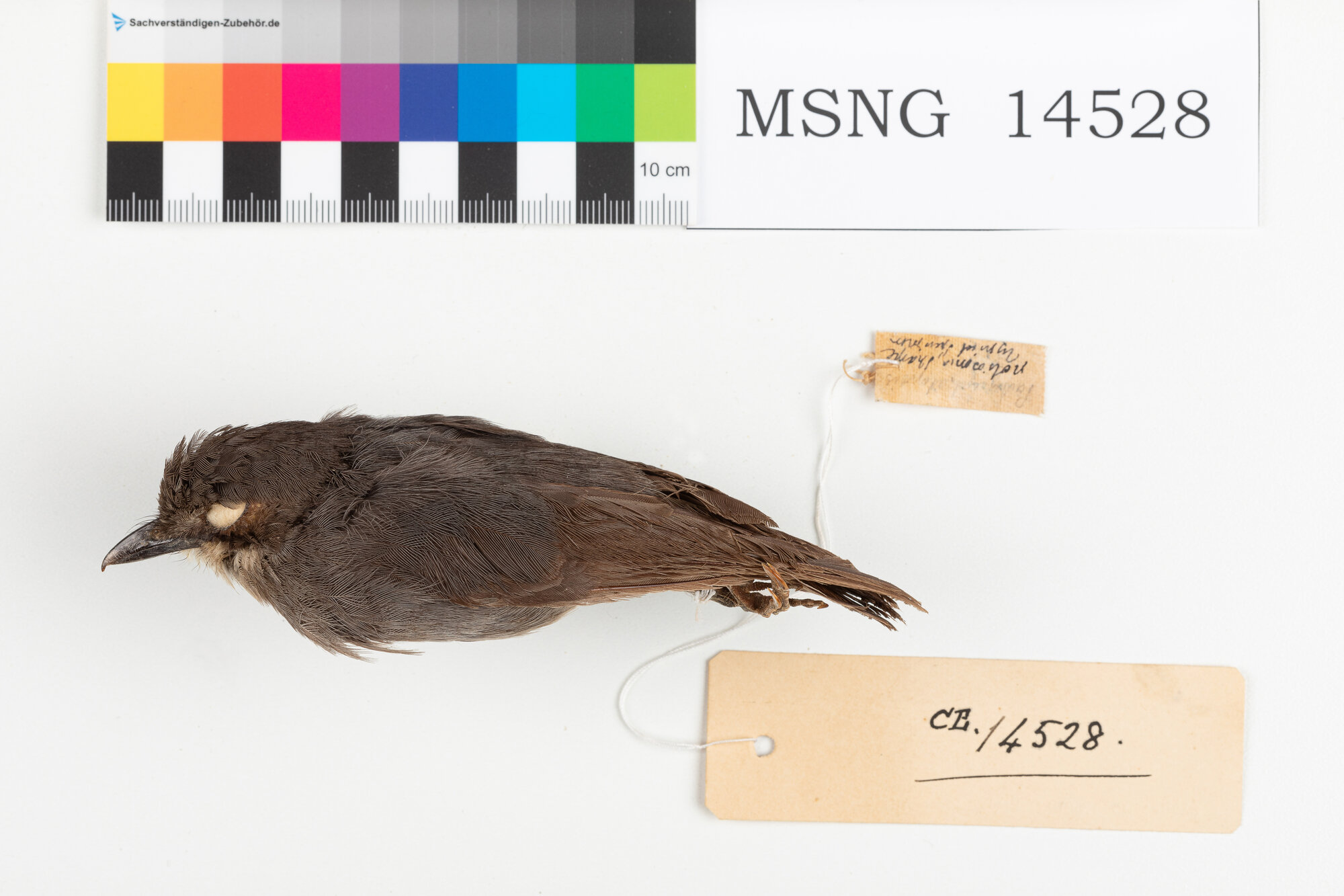 Pigliamosche grigio dal cappuccio (esemplare)