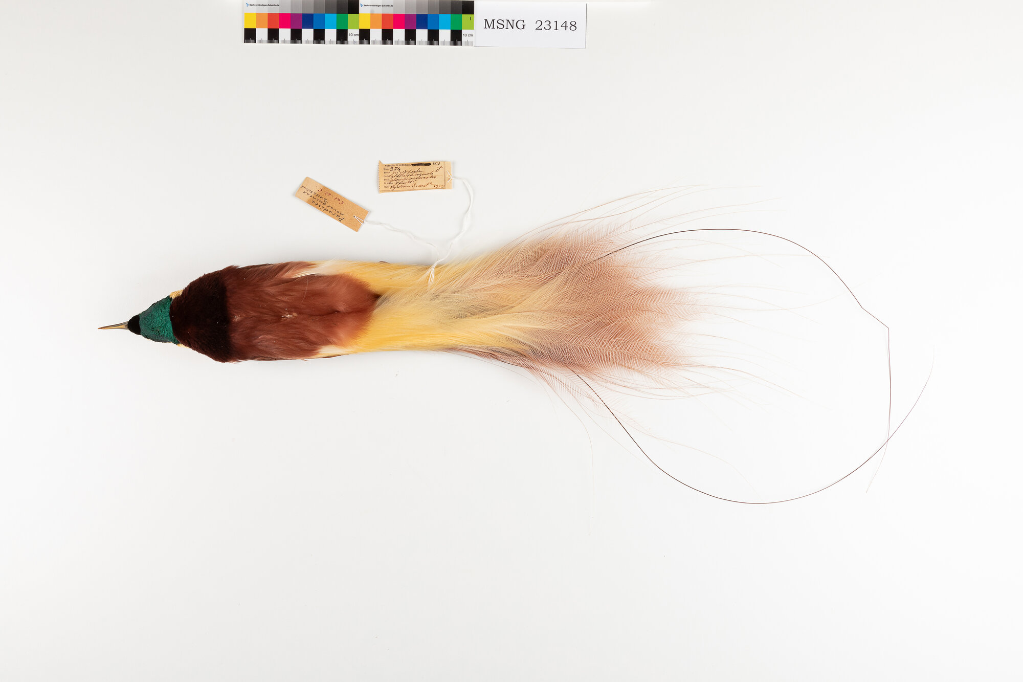 Paradisea apoda (esemplare)