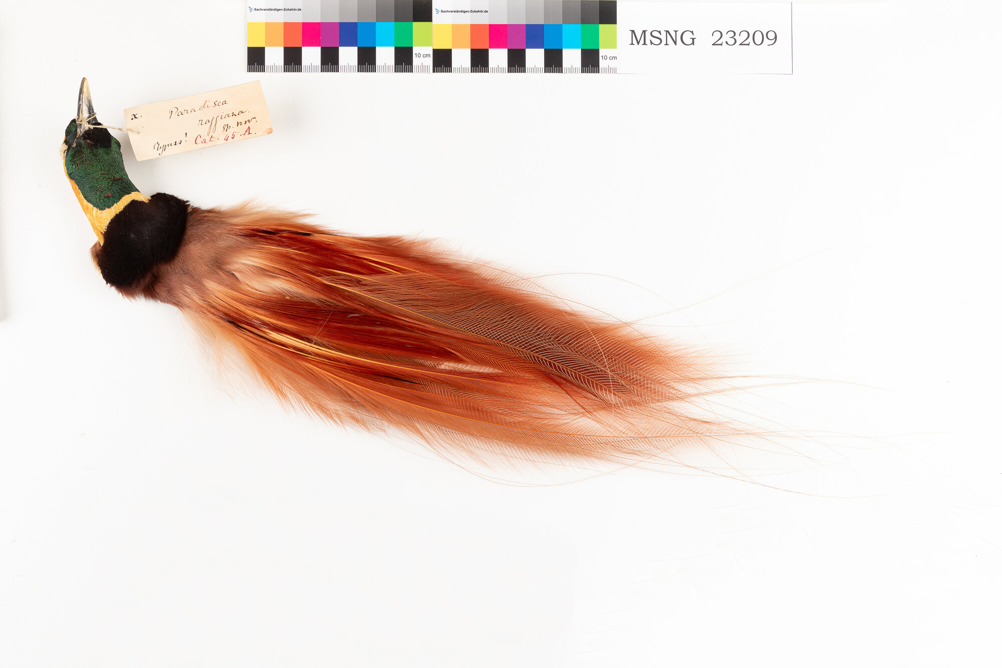 Paradisea di Raggi (esemplare)