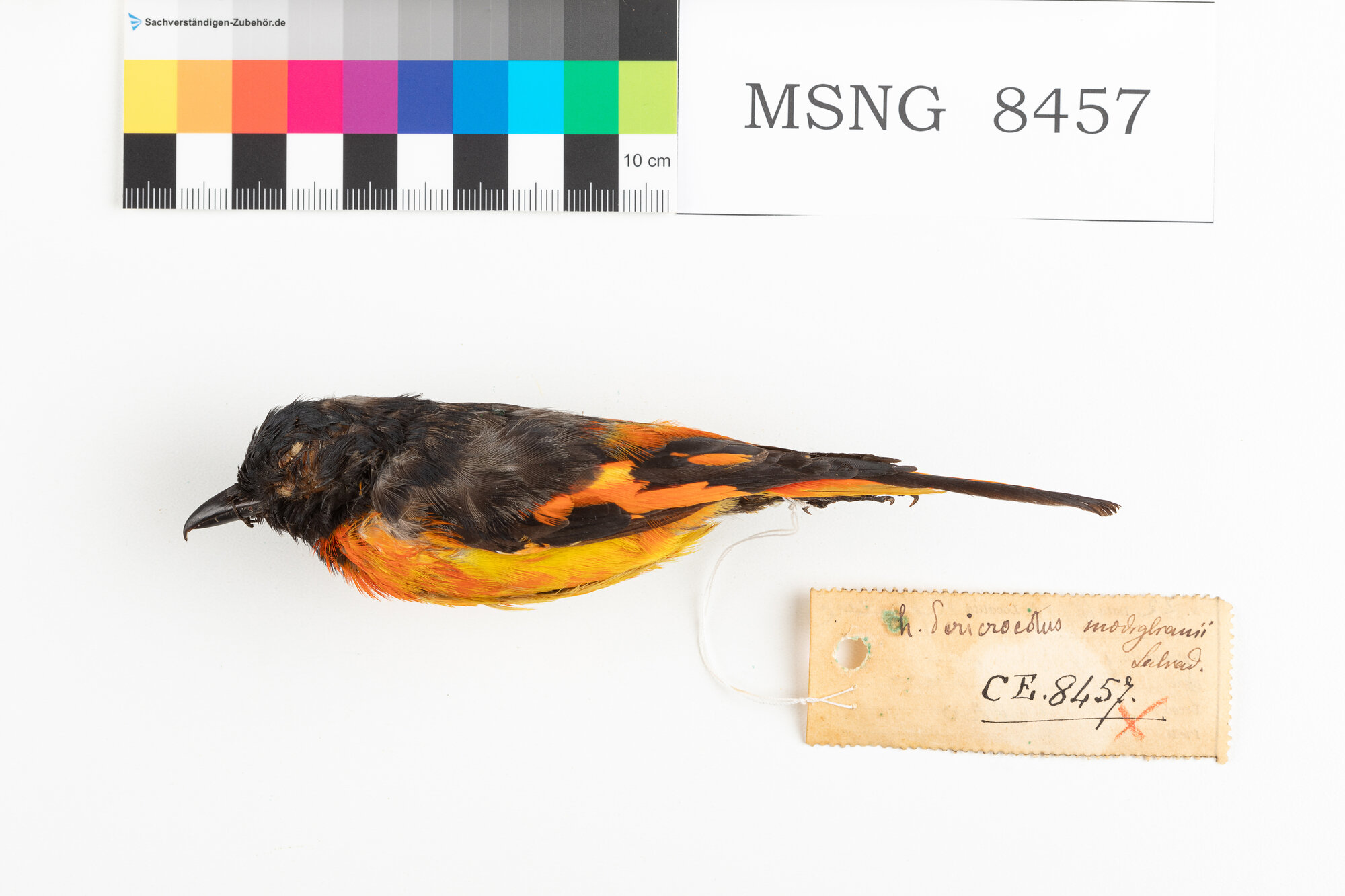 Uccello di fiamma scarlatto (esemplare)