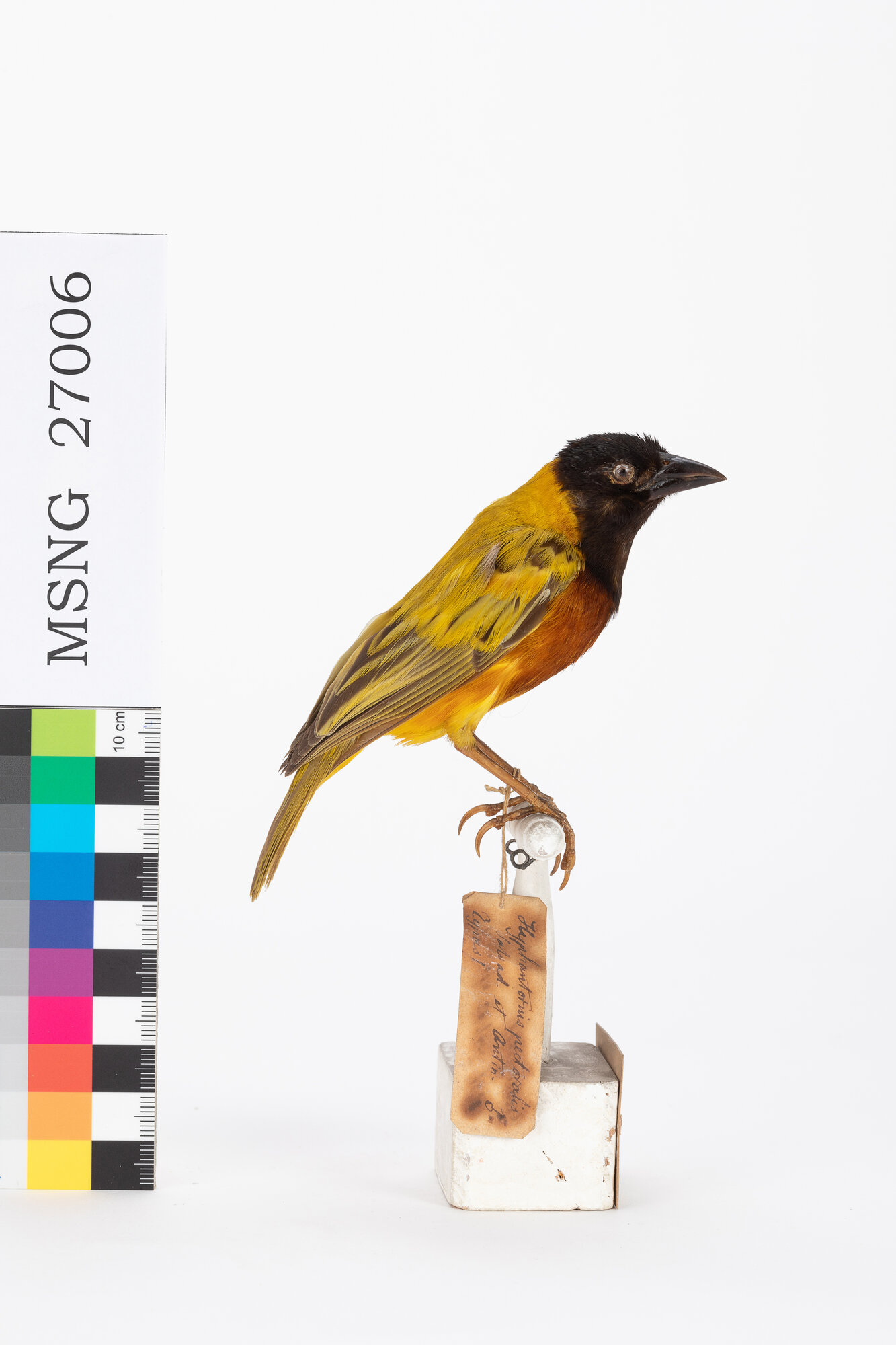 Tessitore testanera (esemplare)