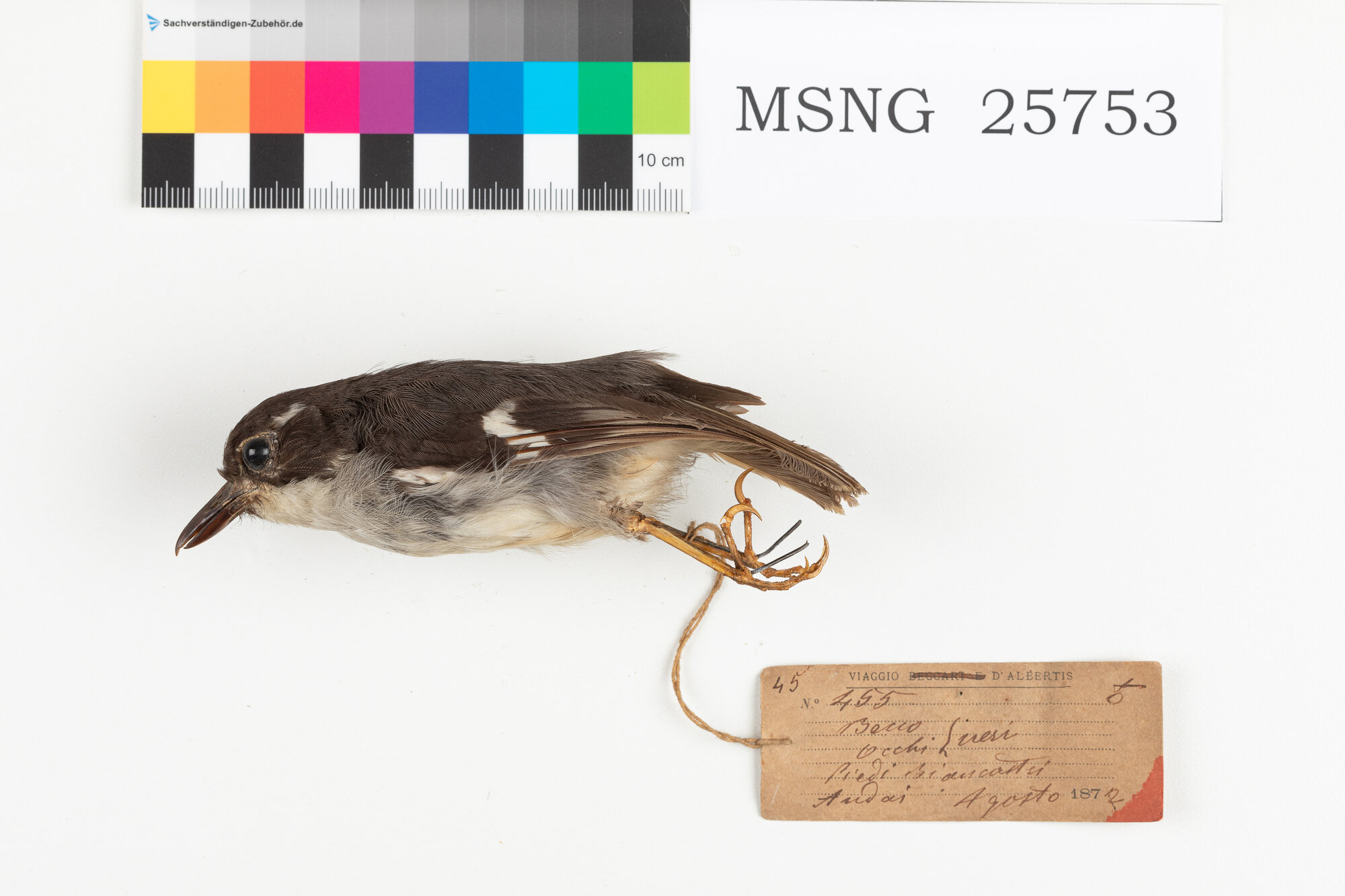 Balia mentobianco (esemplare)