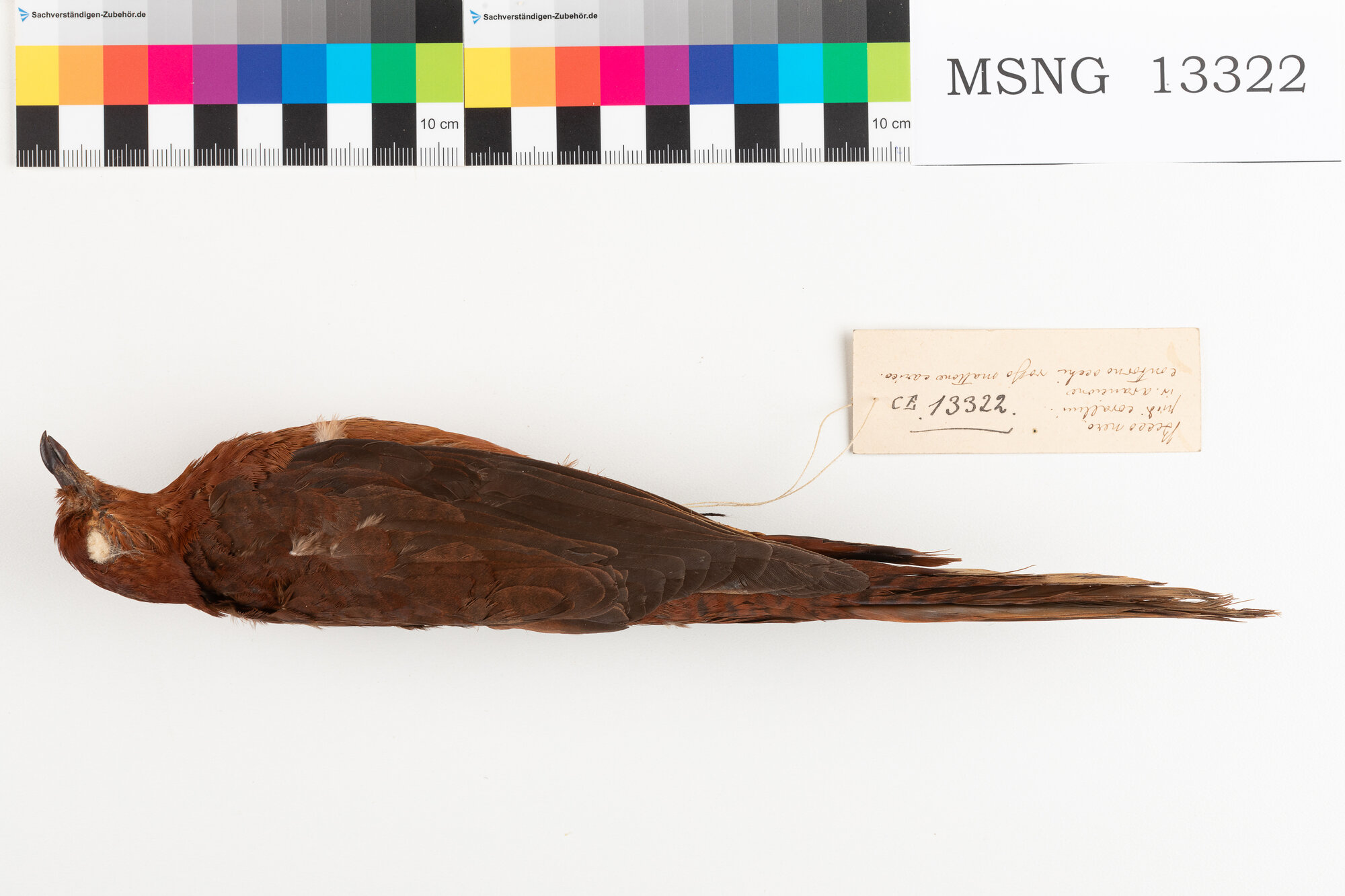 Tortora codalunga becconero (esemplare)