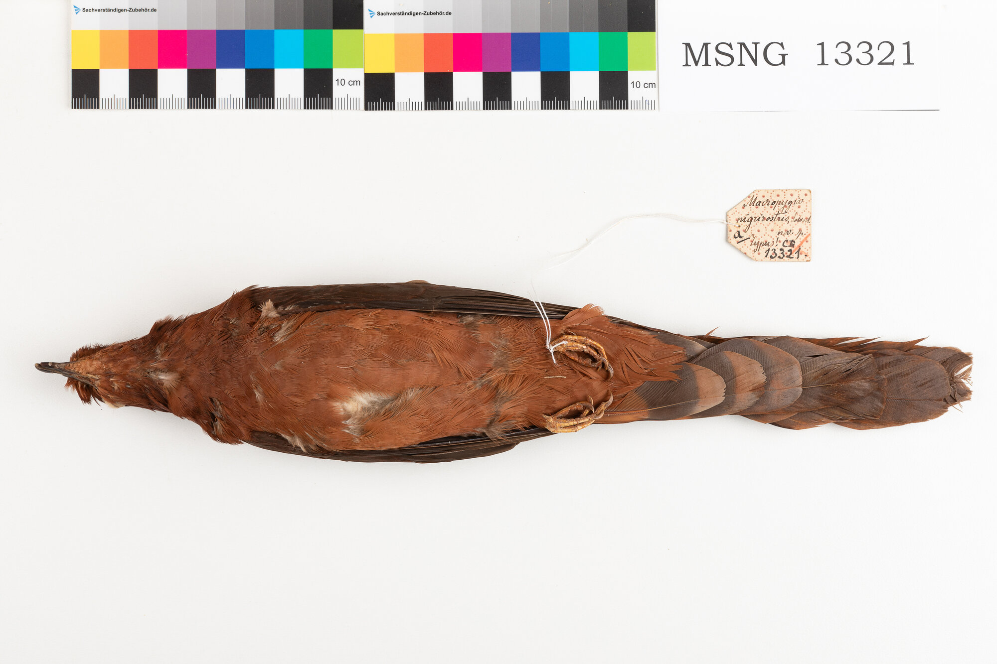 Tortora codalunga becconero (esemplare)