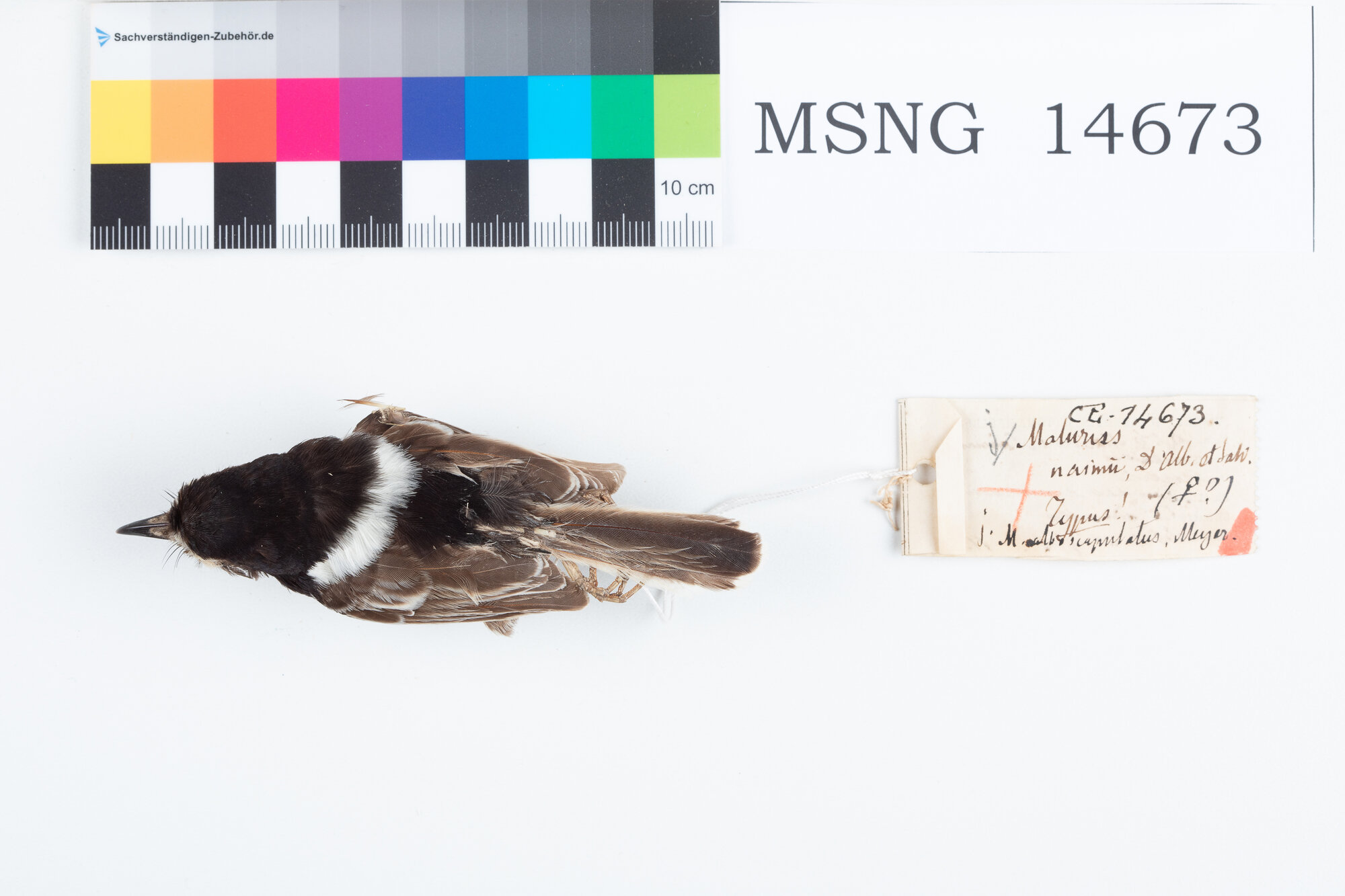 Scricciolo splendente spallebianche (esemplare)