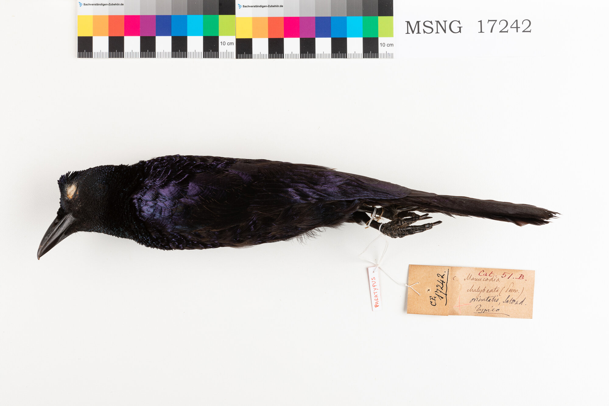 Manucodia collare riccio (esemplare)