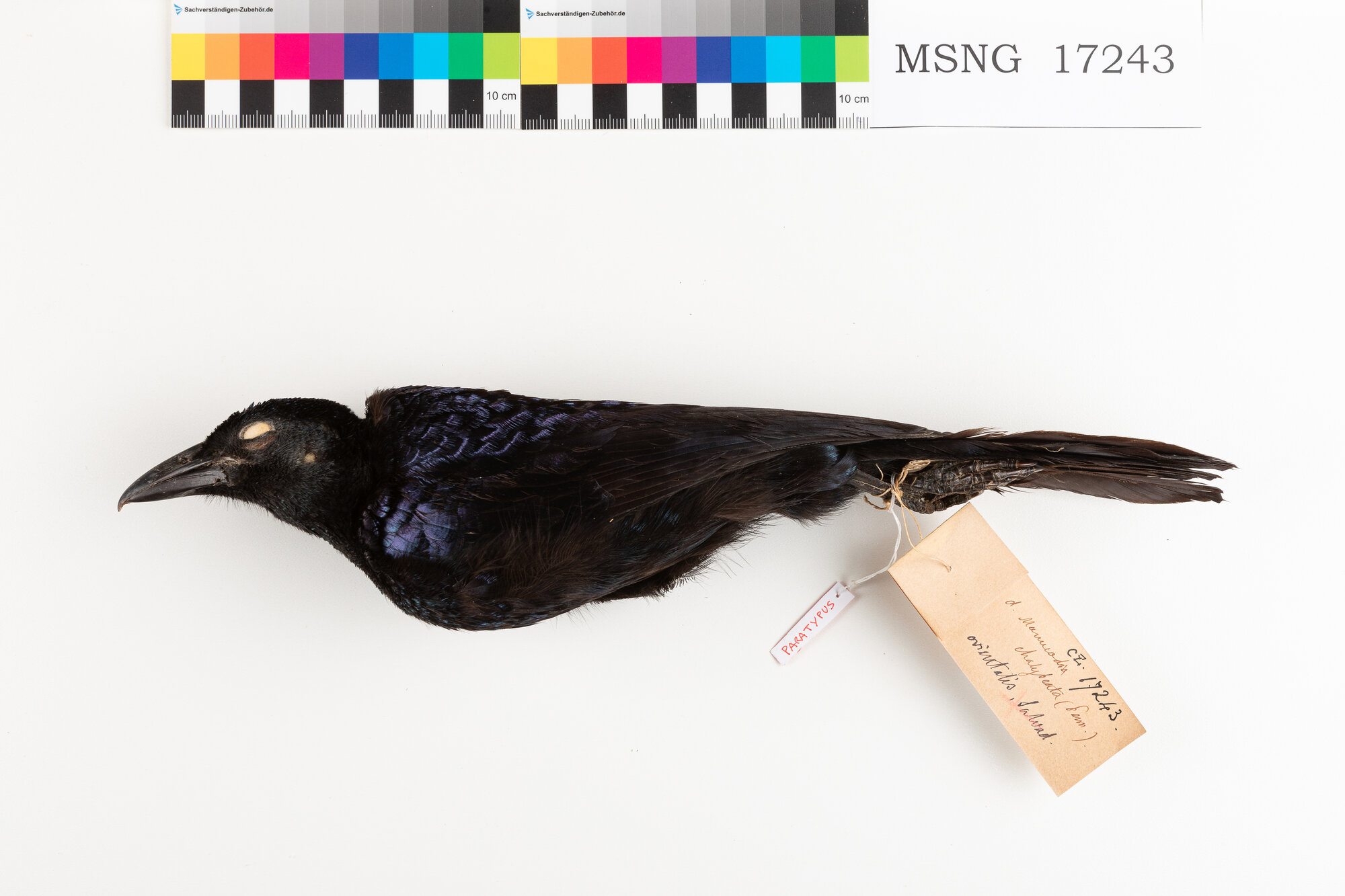 Manucodia collare riccio (esemplare)