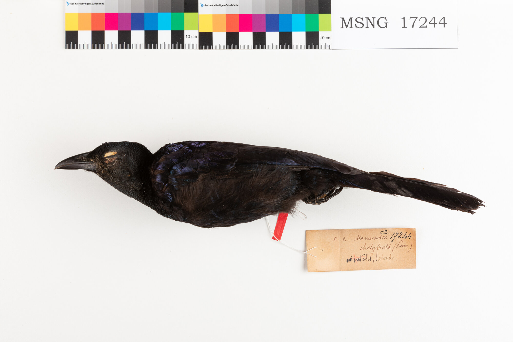 Manucodia collare riccio (esemplare)