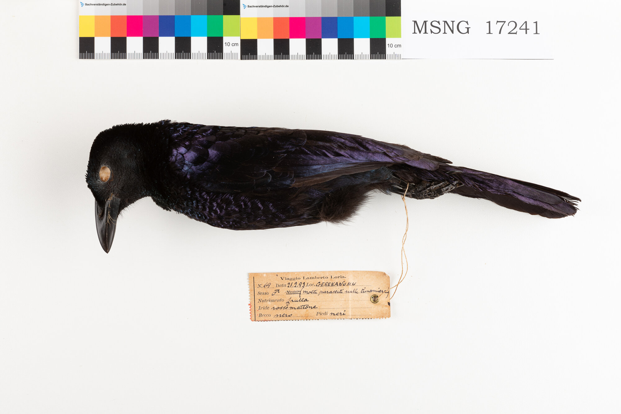 Manucodia collare riccio (esemplare)