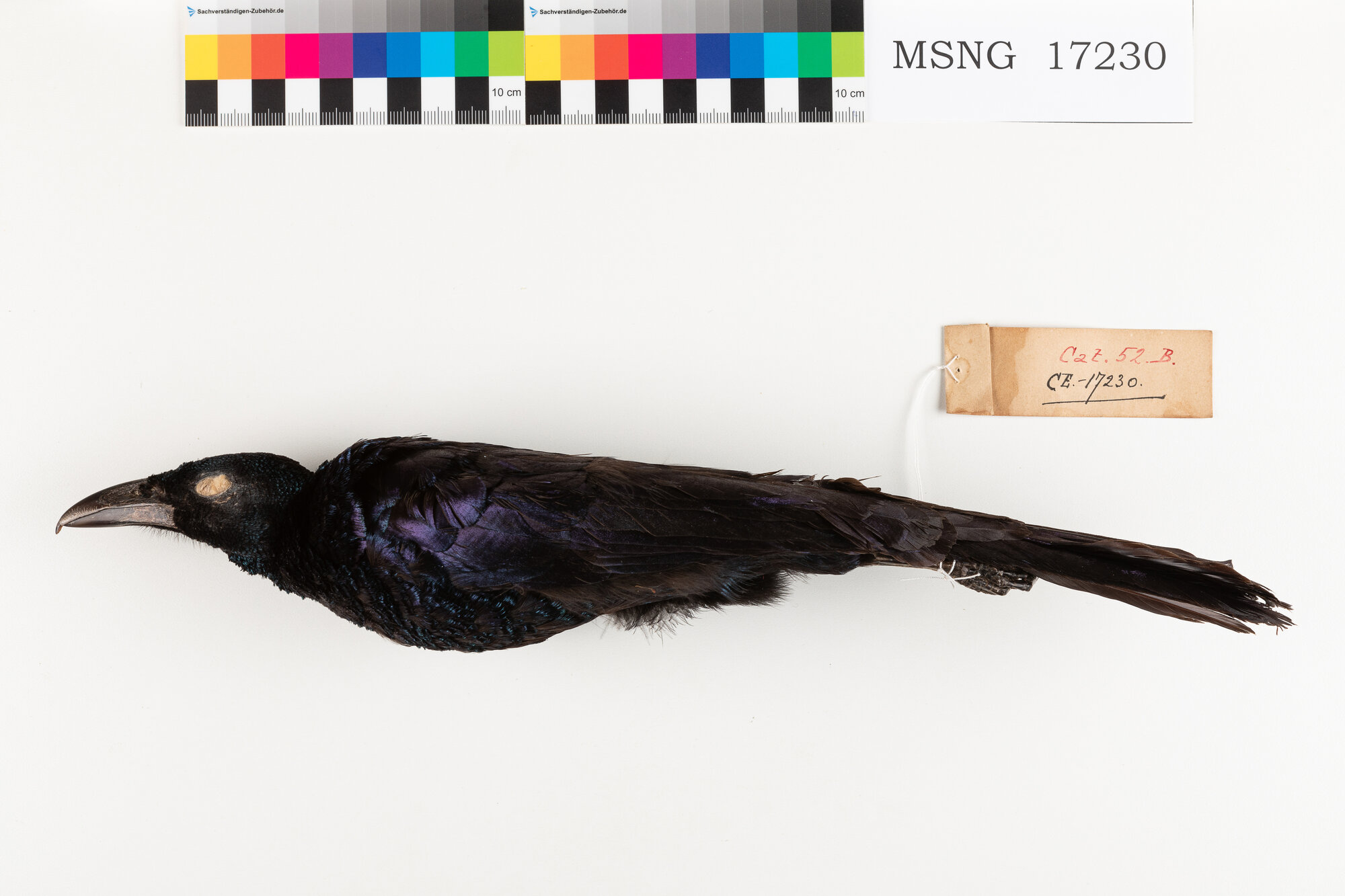 Manucodia di Jobi (esemplare)