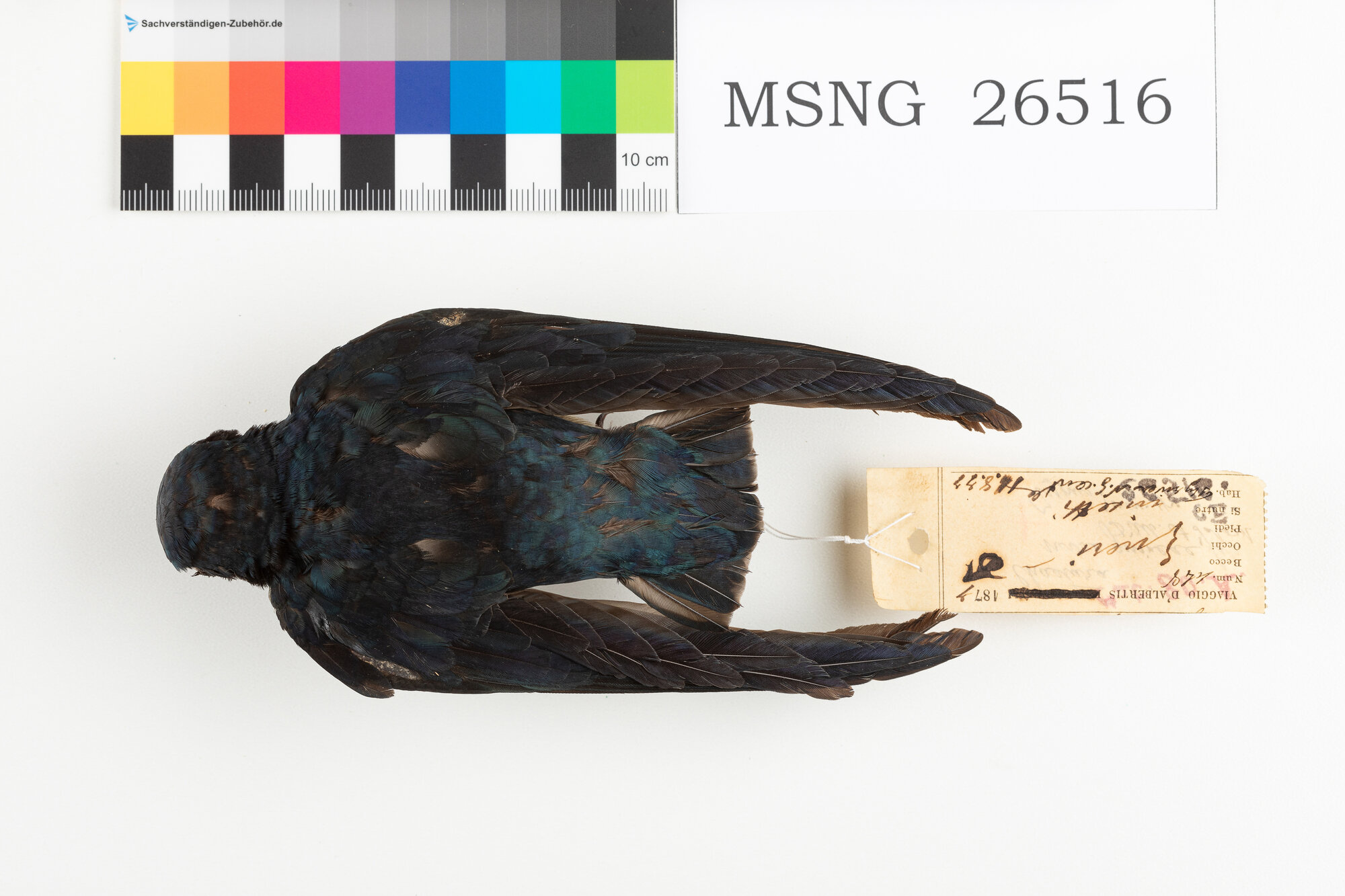 Rondone codaspinosa della Nuova Guinea (esemplare)