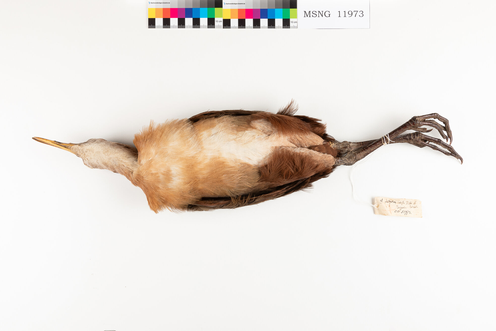 Rallo di D'Albertis (esemplare)