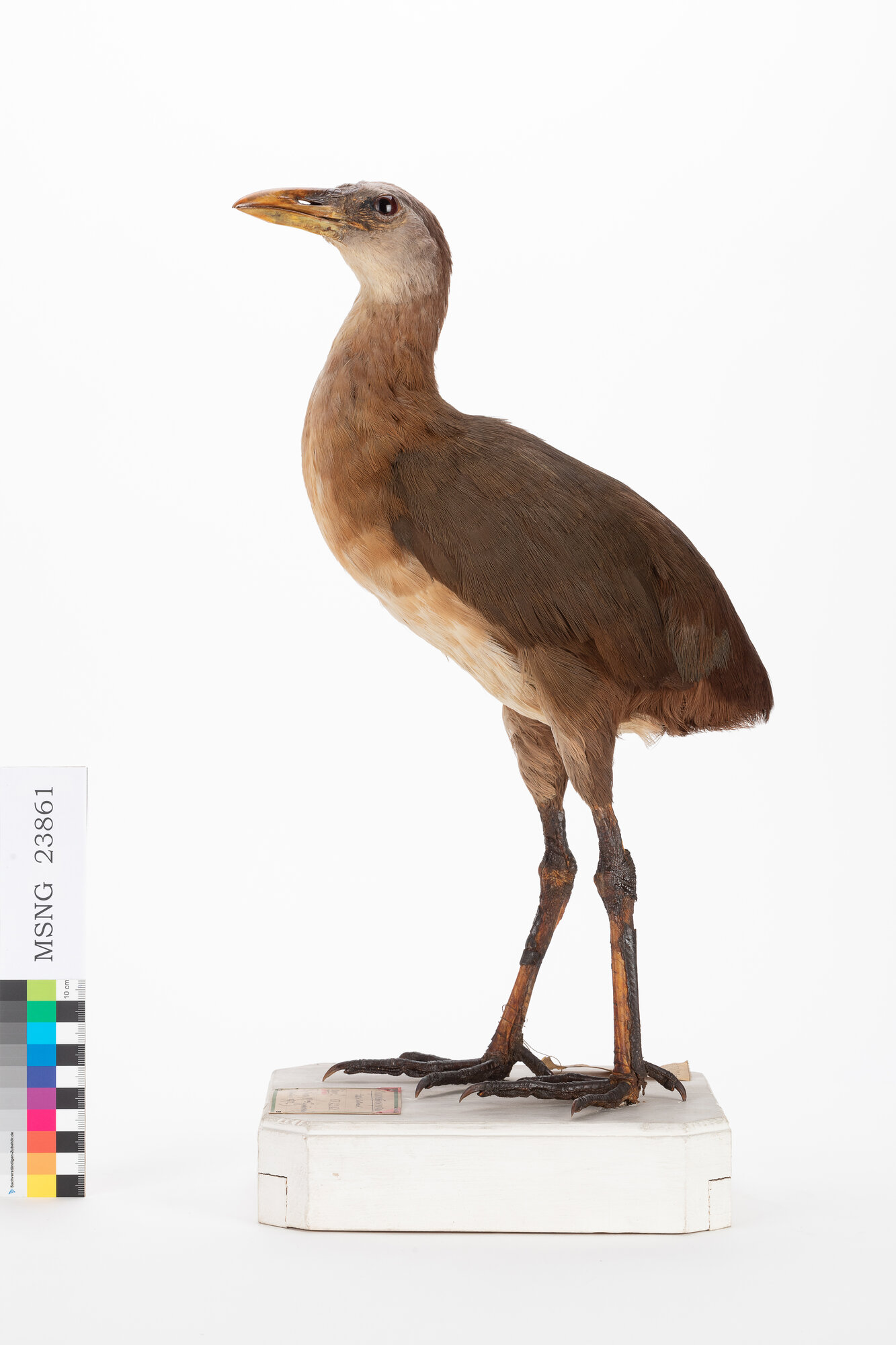 Rallo di D'Albertis (esemplare)