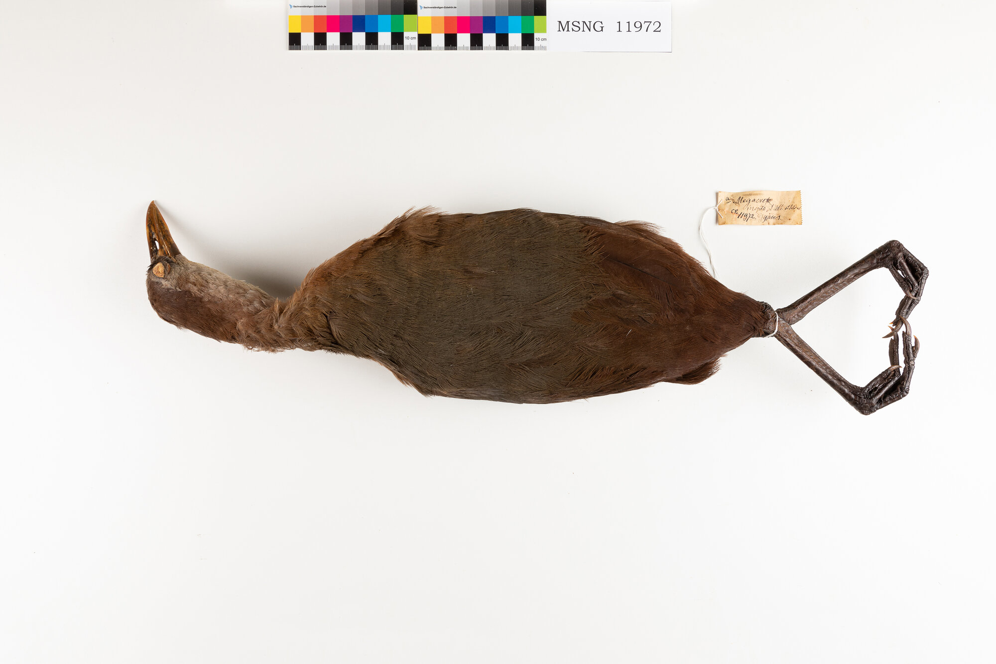 Rallo di D'Albertis (esemplare)