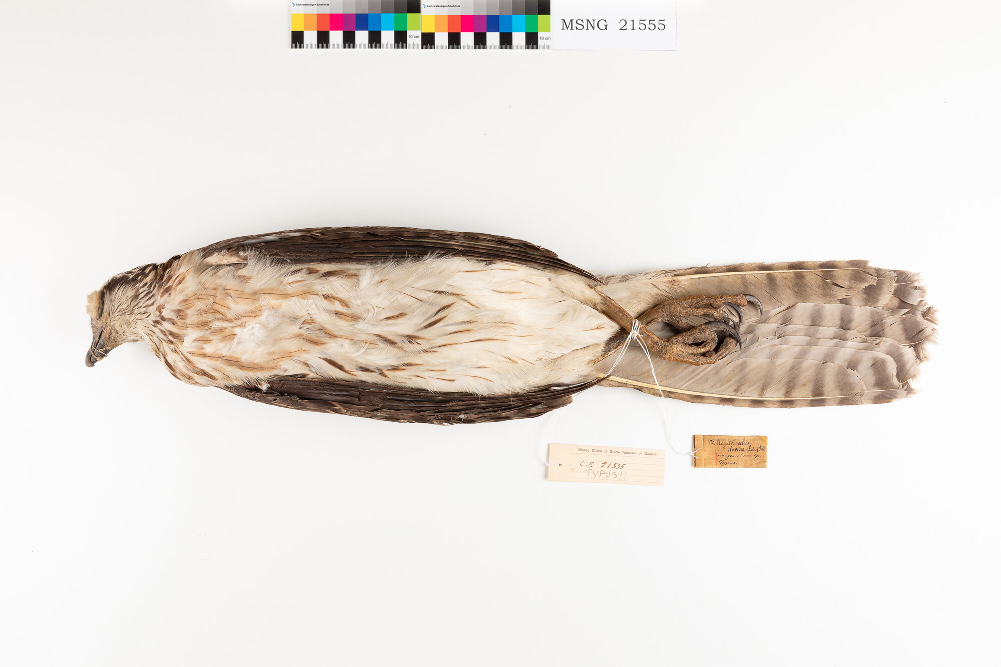 Astore di Doria (esemplare)